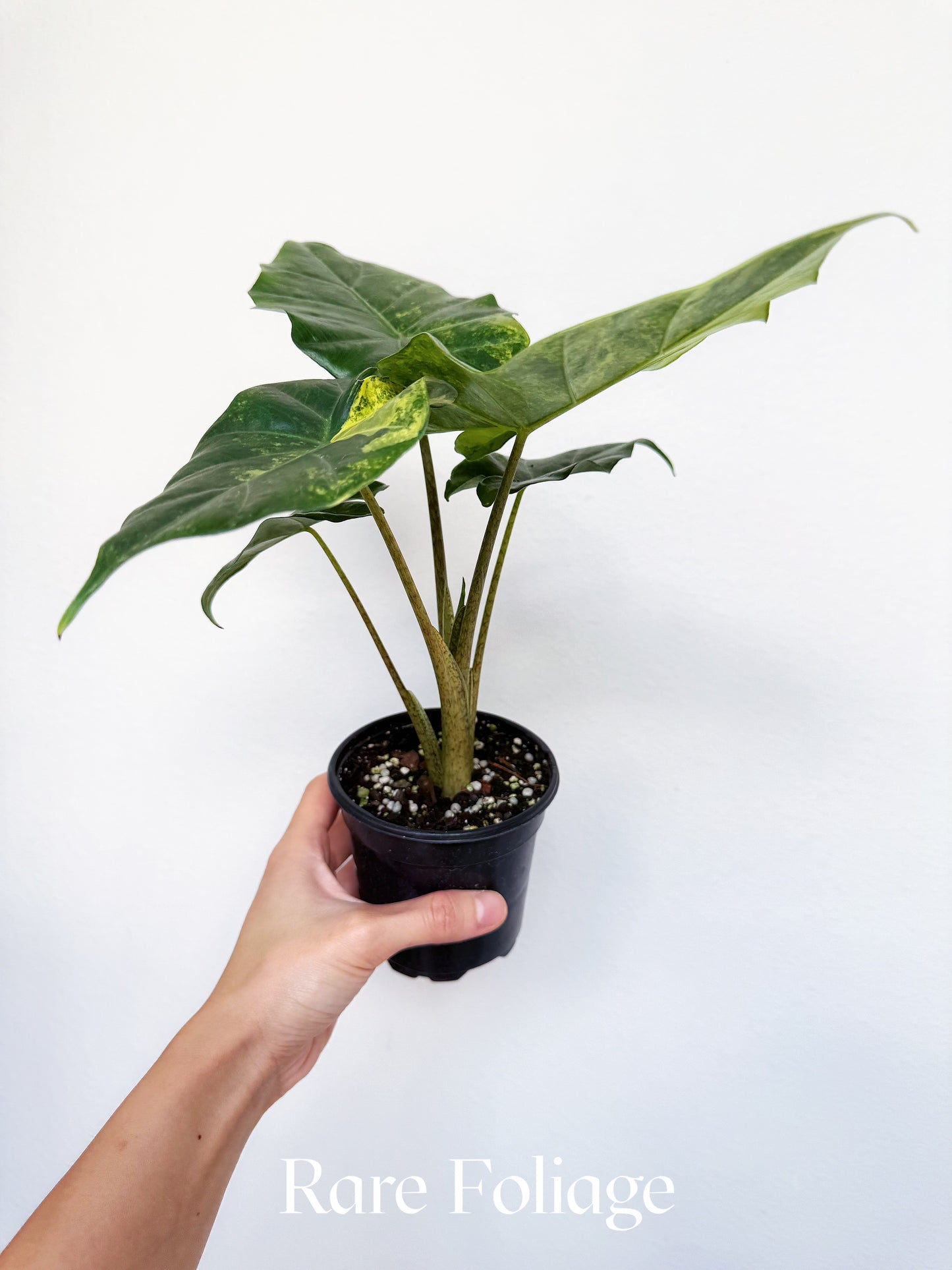 Alocasia Portora Aurea Variegated 4"