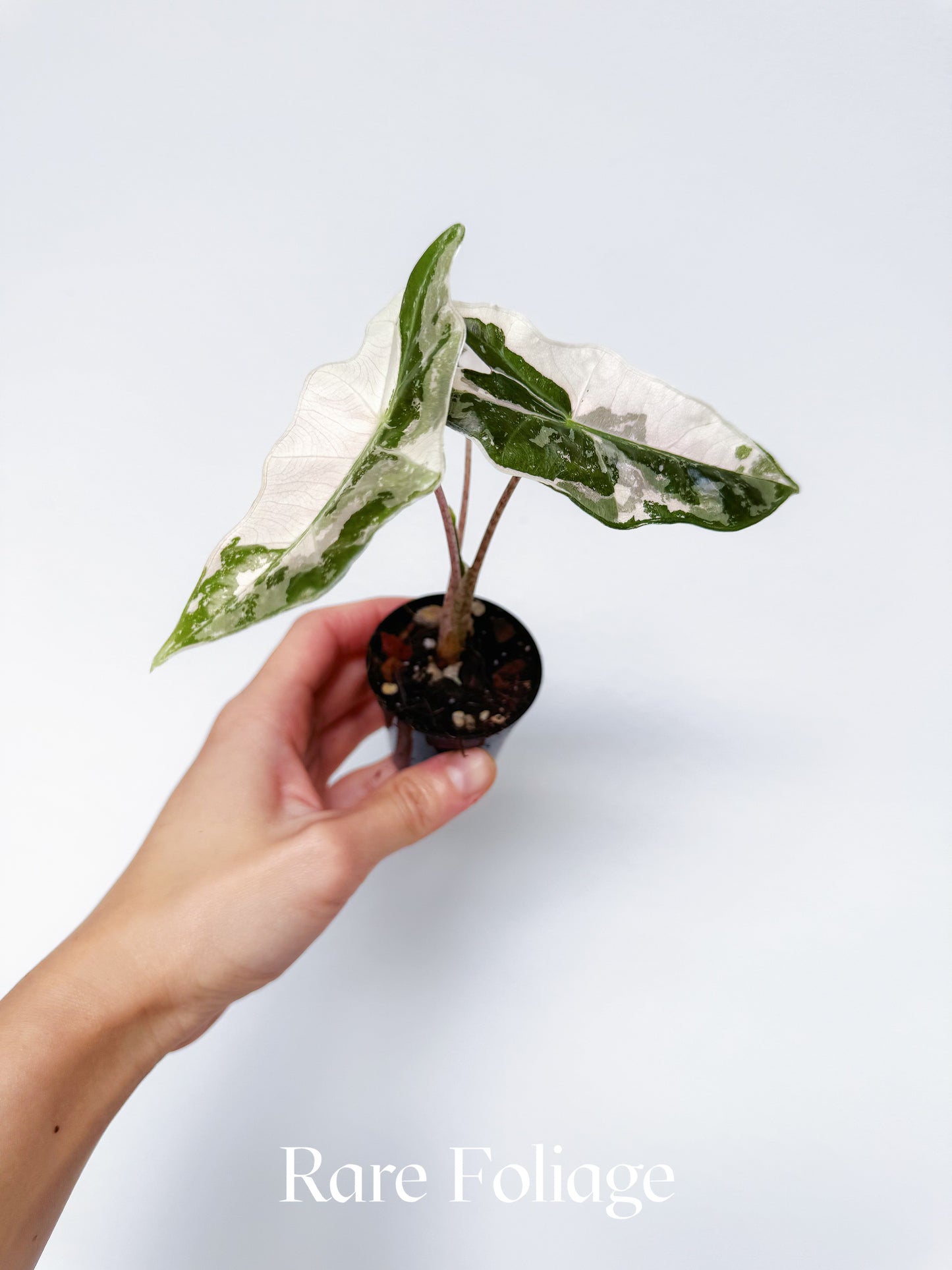 Alocasia Pseudosanderiana Pink Variegated 2”