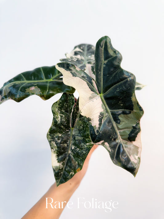 Alocasia Pseudosanderiana Pink Albo Variegated 4”