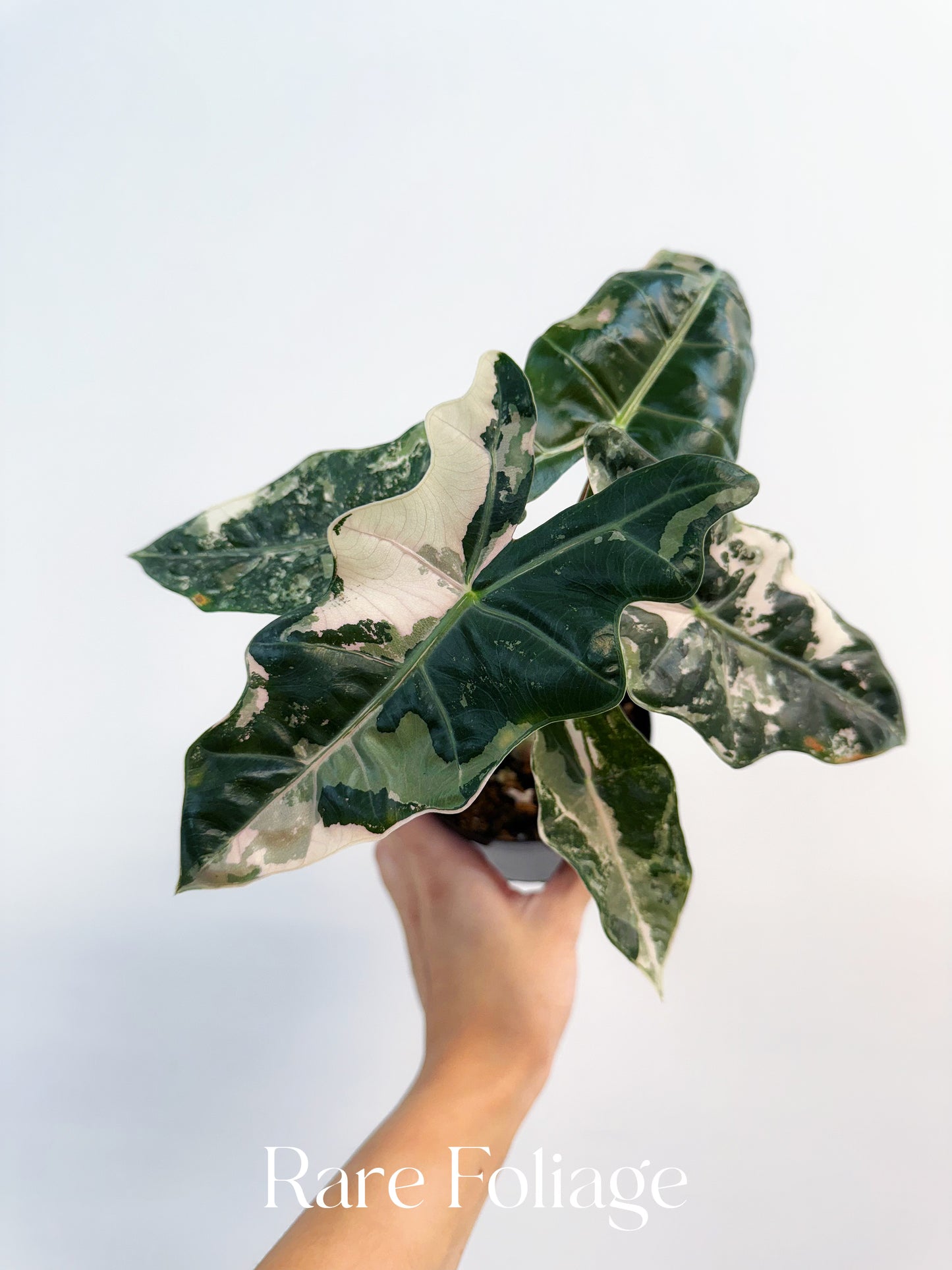 Alocasia Pseudosanderiana Pink Albo Variegated 4”