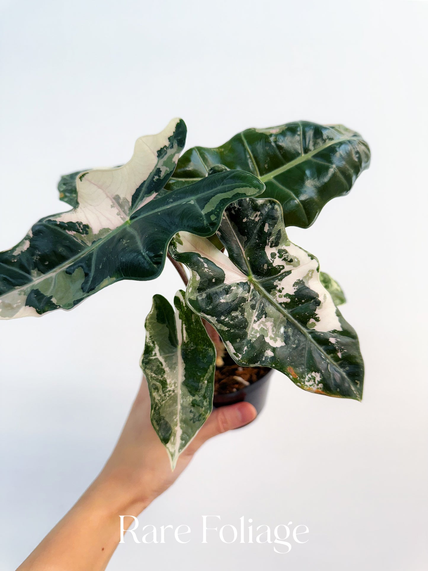 Alocasia Pseudosanderiana Pink Albo Variegated 4”