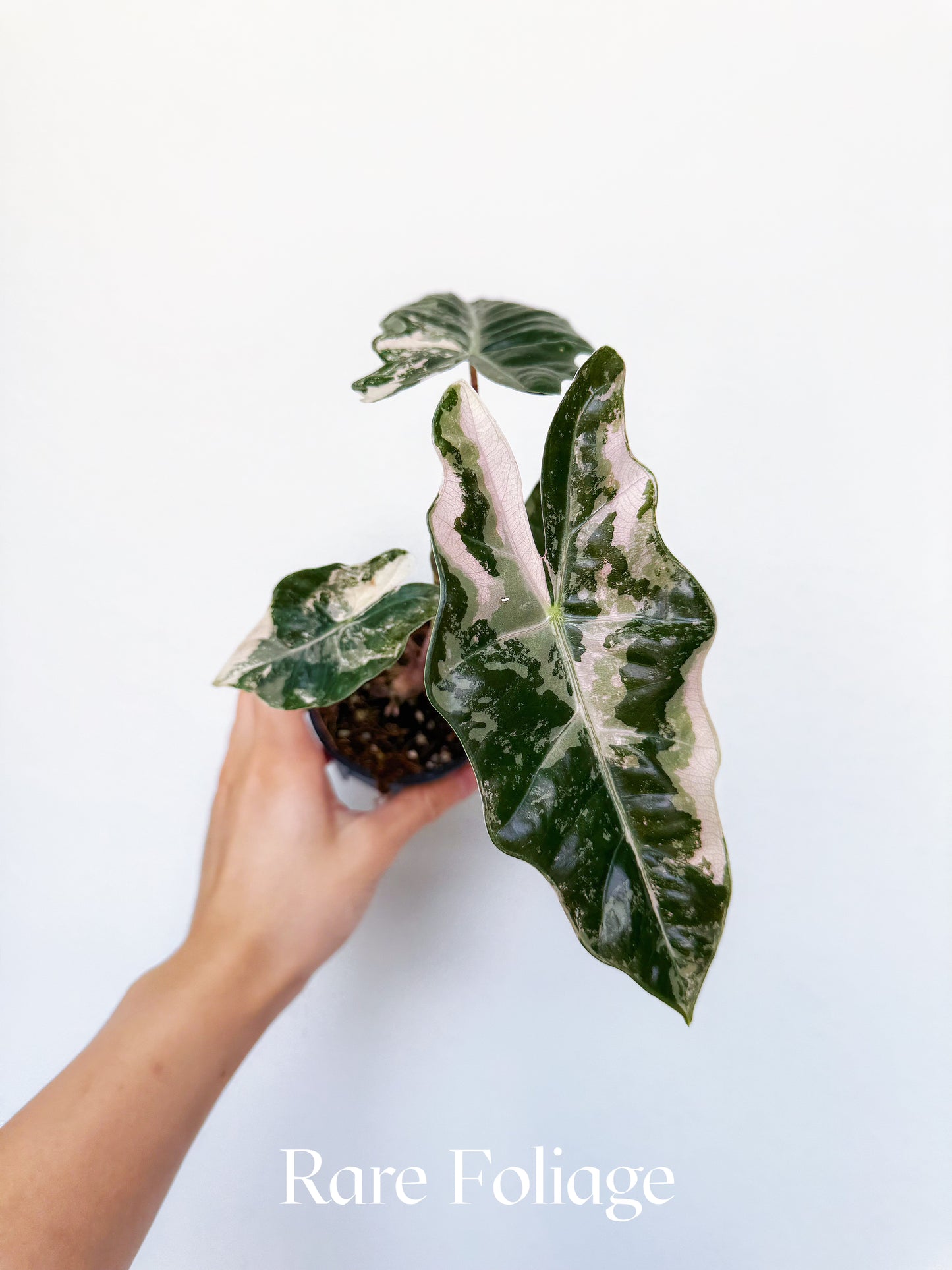 Alocasia Pseudosanderiana Pink Variegated 3"