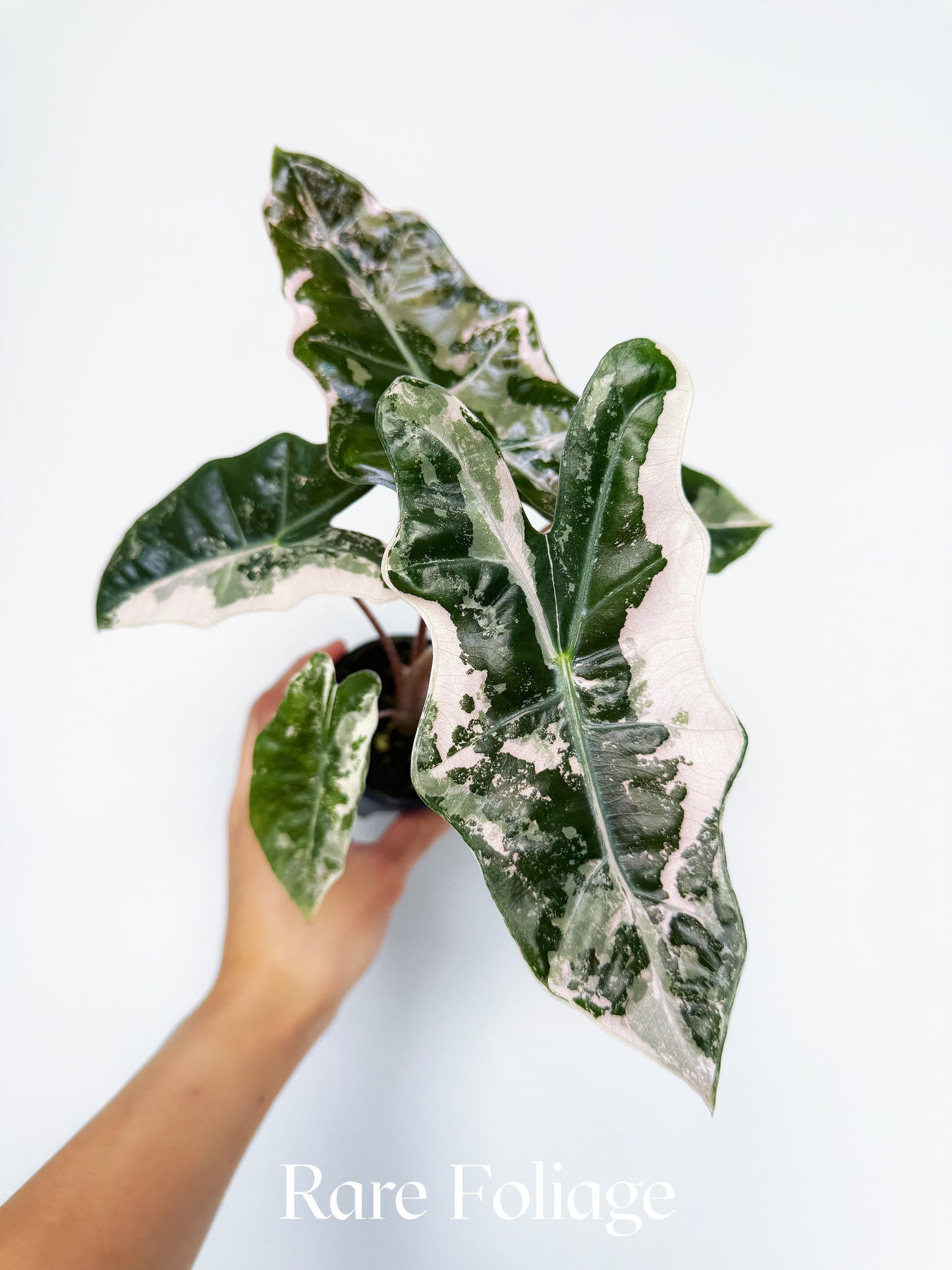 Alocasia Pseudosanderiana Pink Variegated 3”