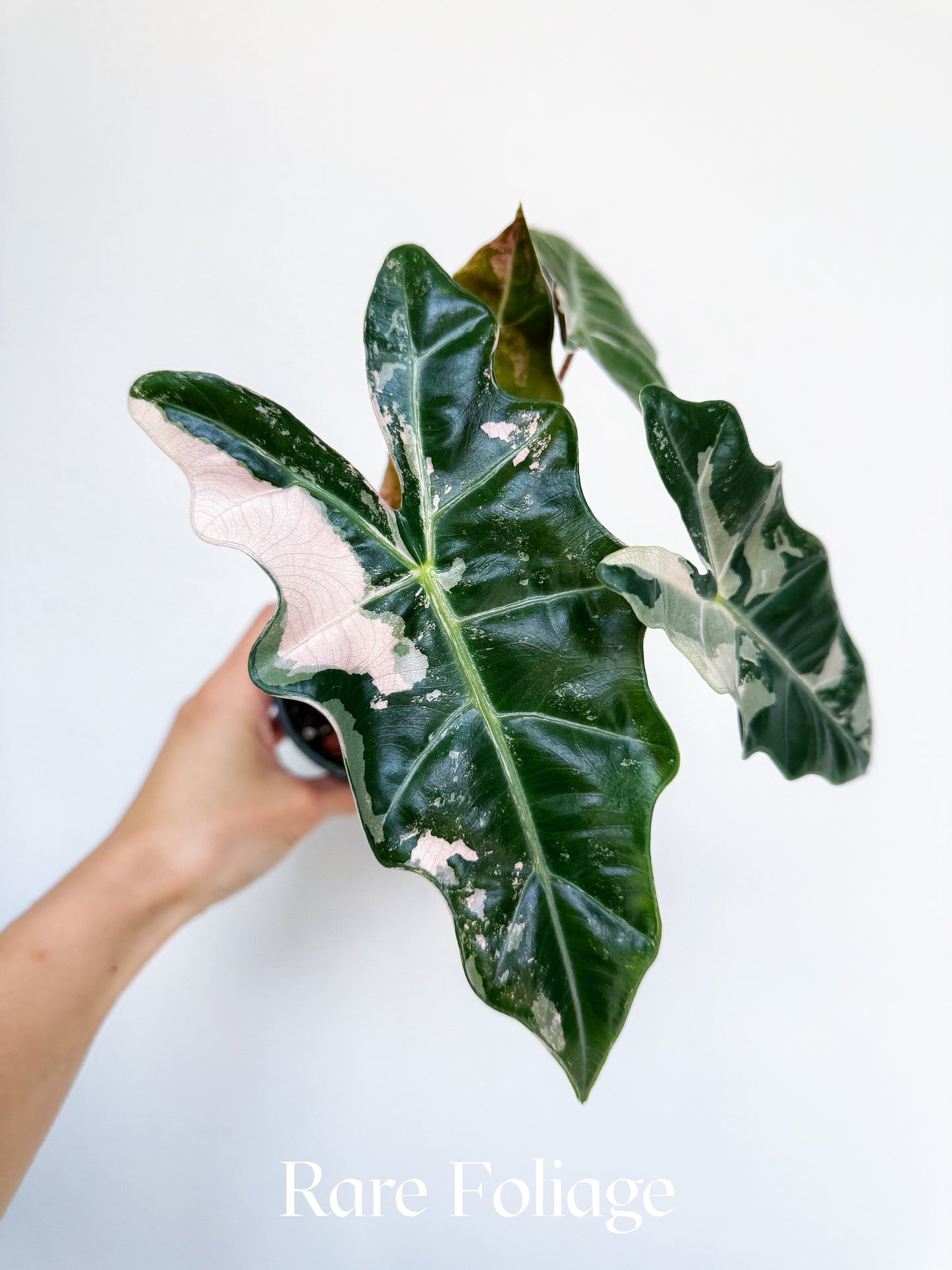 Alocasia Pseudosanderiana Pink Variegated 3” Exact Plant