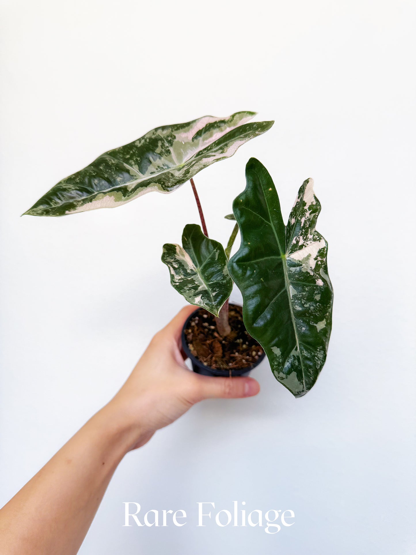 Alocasia Pseudosanderiana Pink Variegated 3"