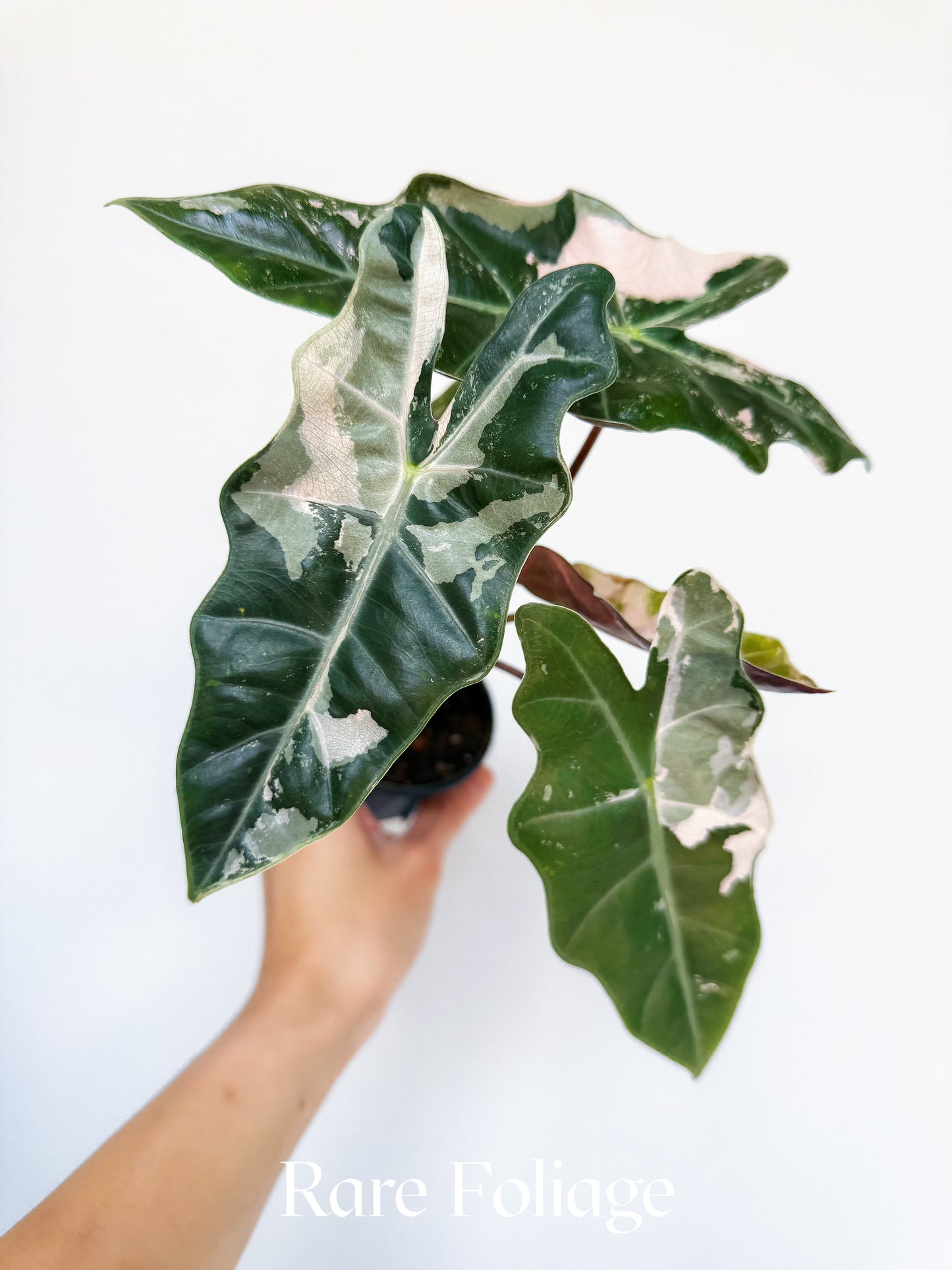 Alocasia Pseudosanderiana Pink Variegated 3” Exact Plant