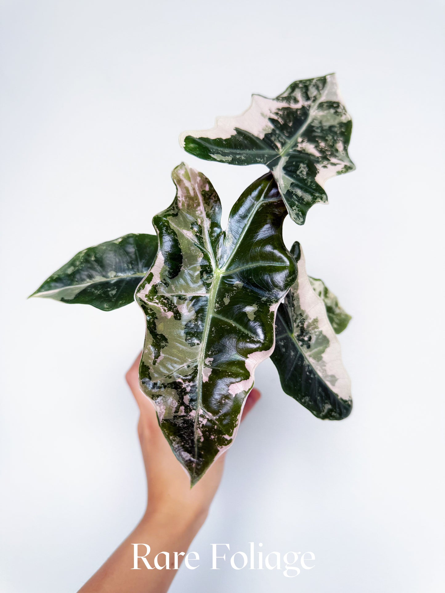 Alocasia Pseudosanderiana Pink Variegated 3”