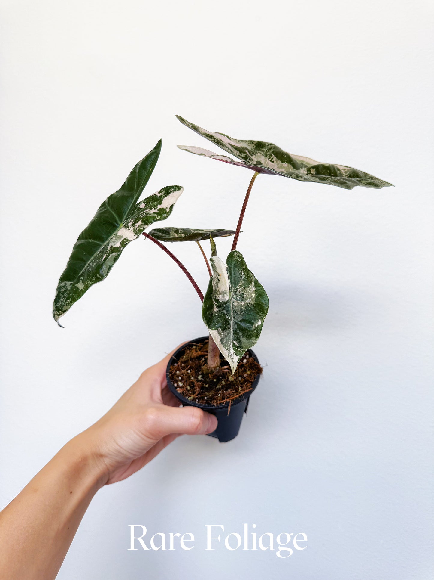 Alocasia Pseudosanderiana Pink Variegated 3"
