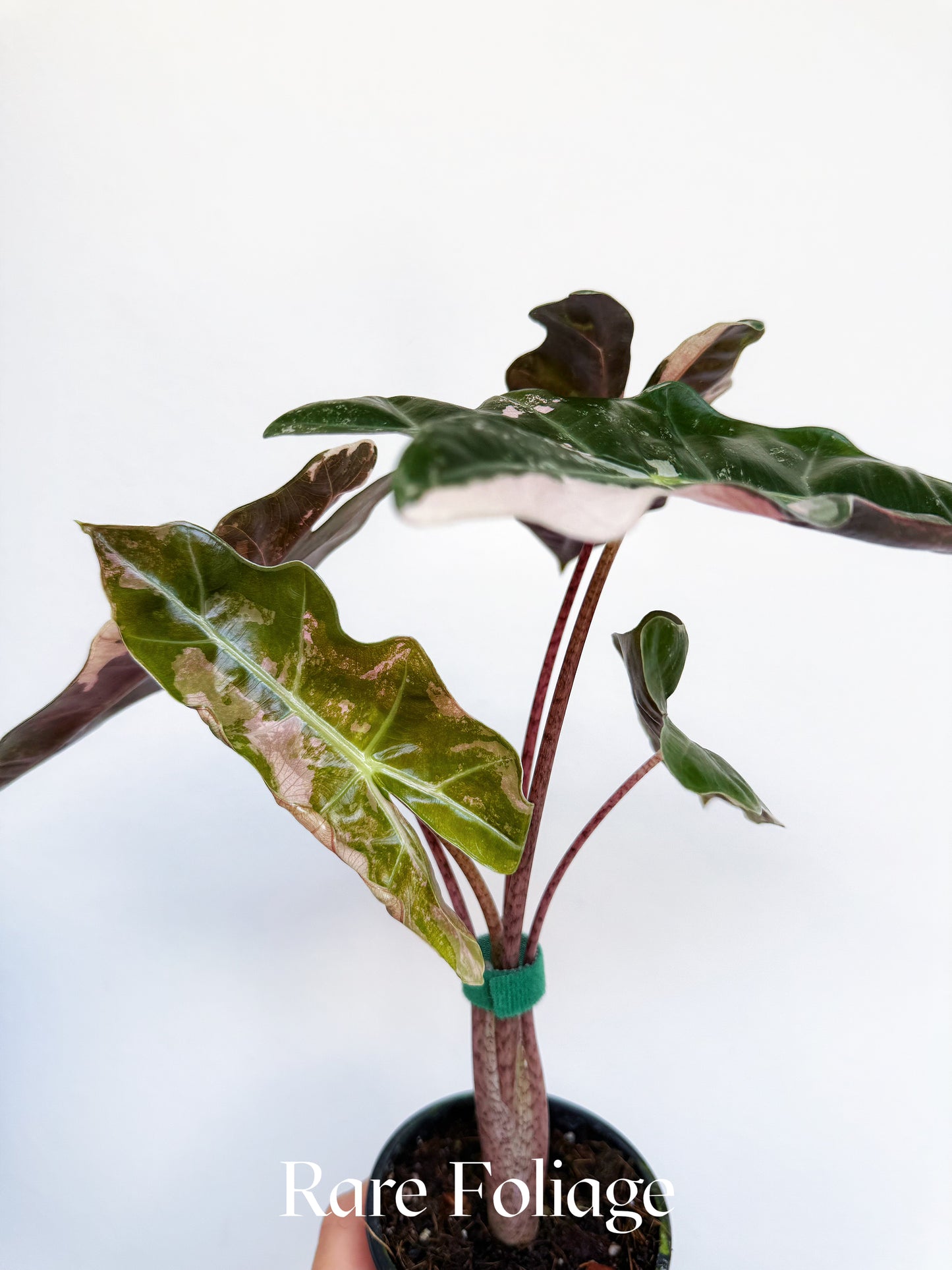 Alocasia Pseudosanderiana Pink Variegated 3” Exact Plant