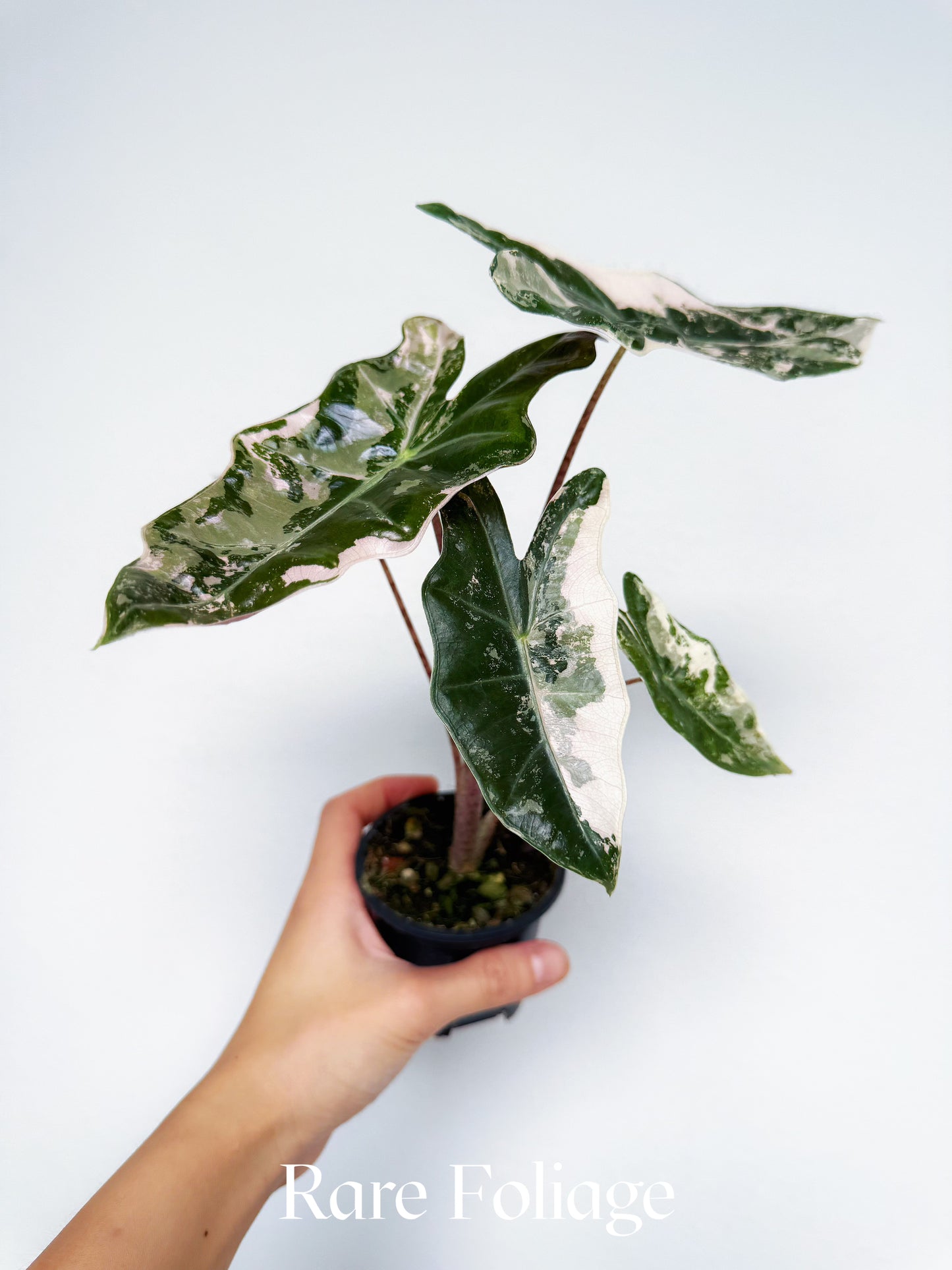 Alocasia Pseudosanderiana Pink Variegated 3”