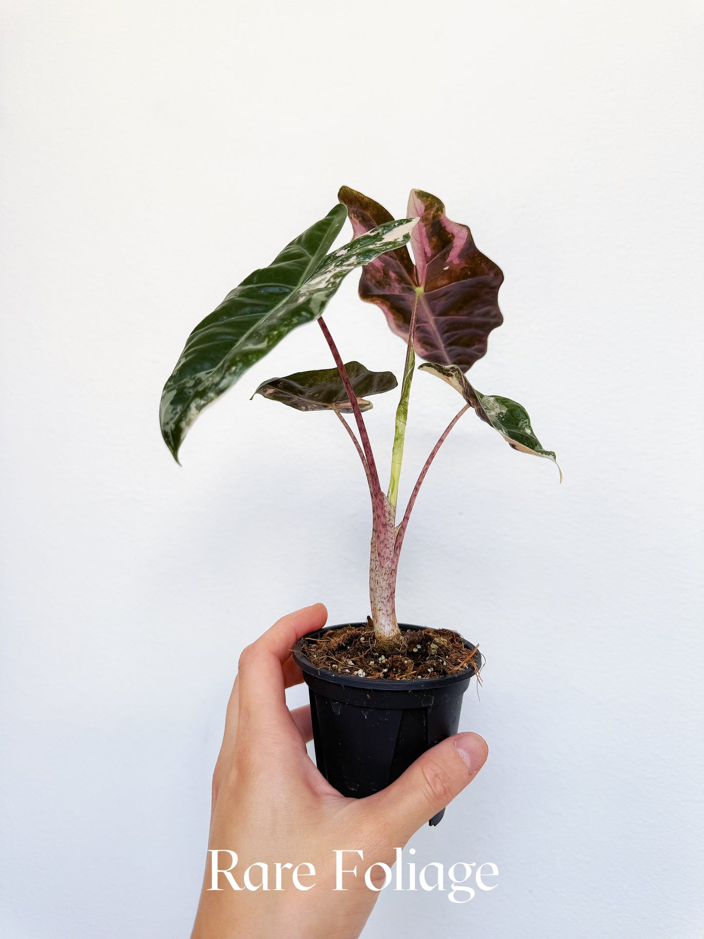 Alocasia Pseudosanderiana Pink Variegated 3"