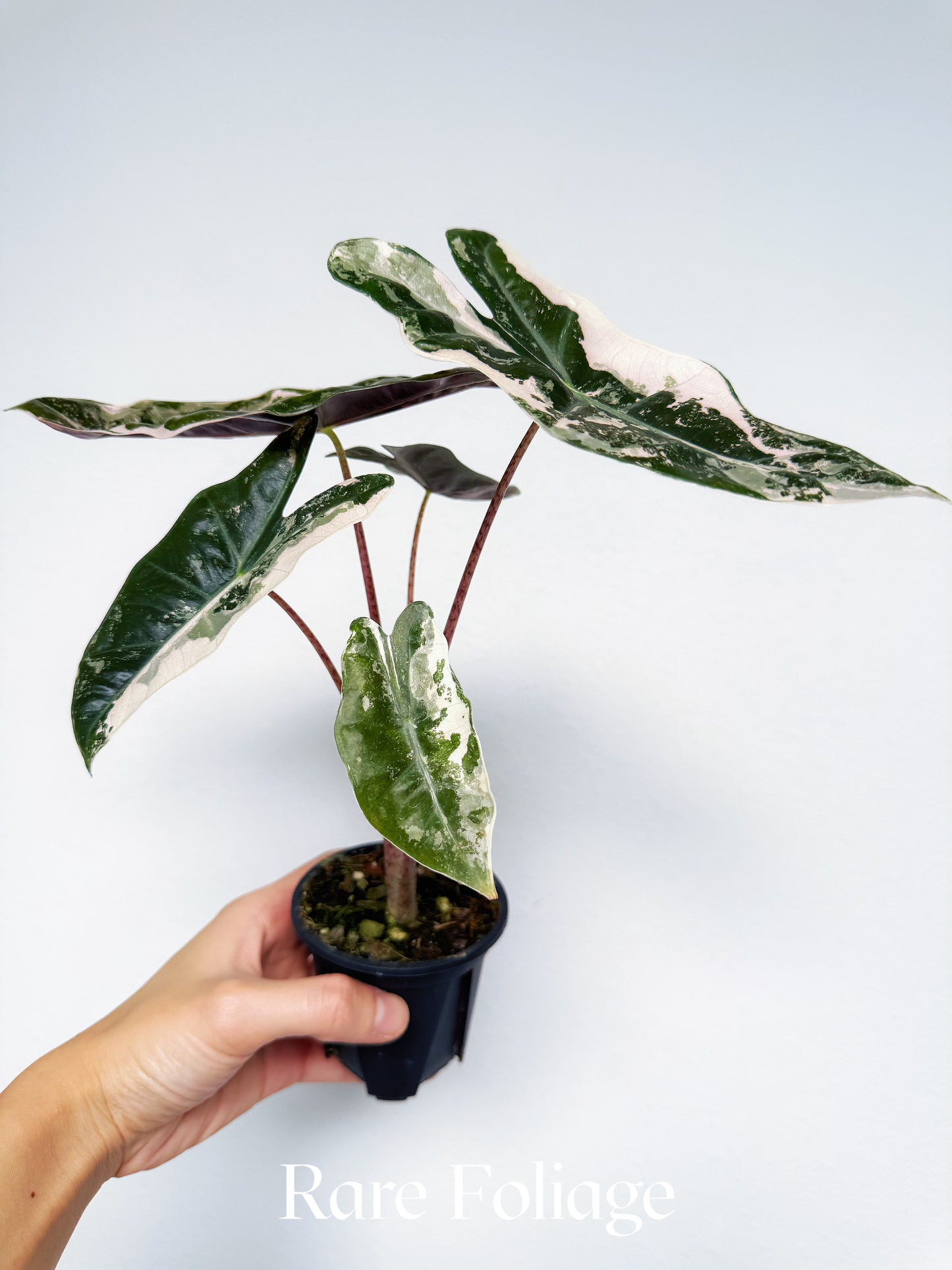Alocasia Pseudosanderiana Pink Variegated 3”