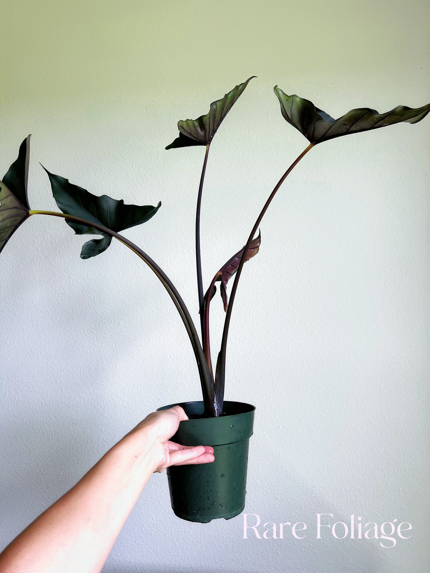 Alocasia Purple Cloak 6" Large