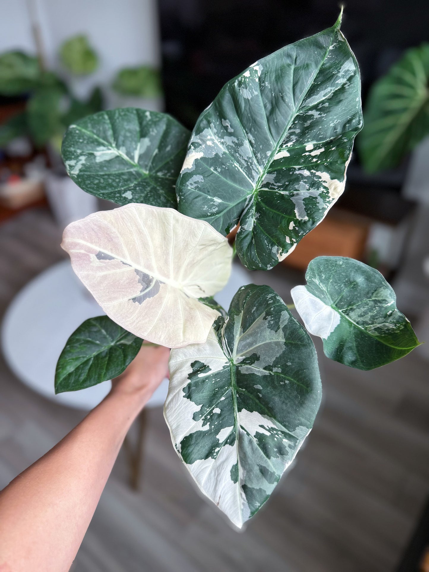 Alocasia Regal Shield Albo Variegated (Tissue Culture）