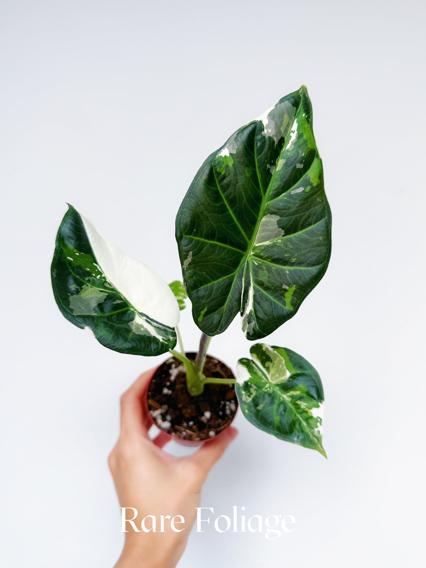 Alocasia Regal Shield Albo 3" Exact Plant