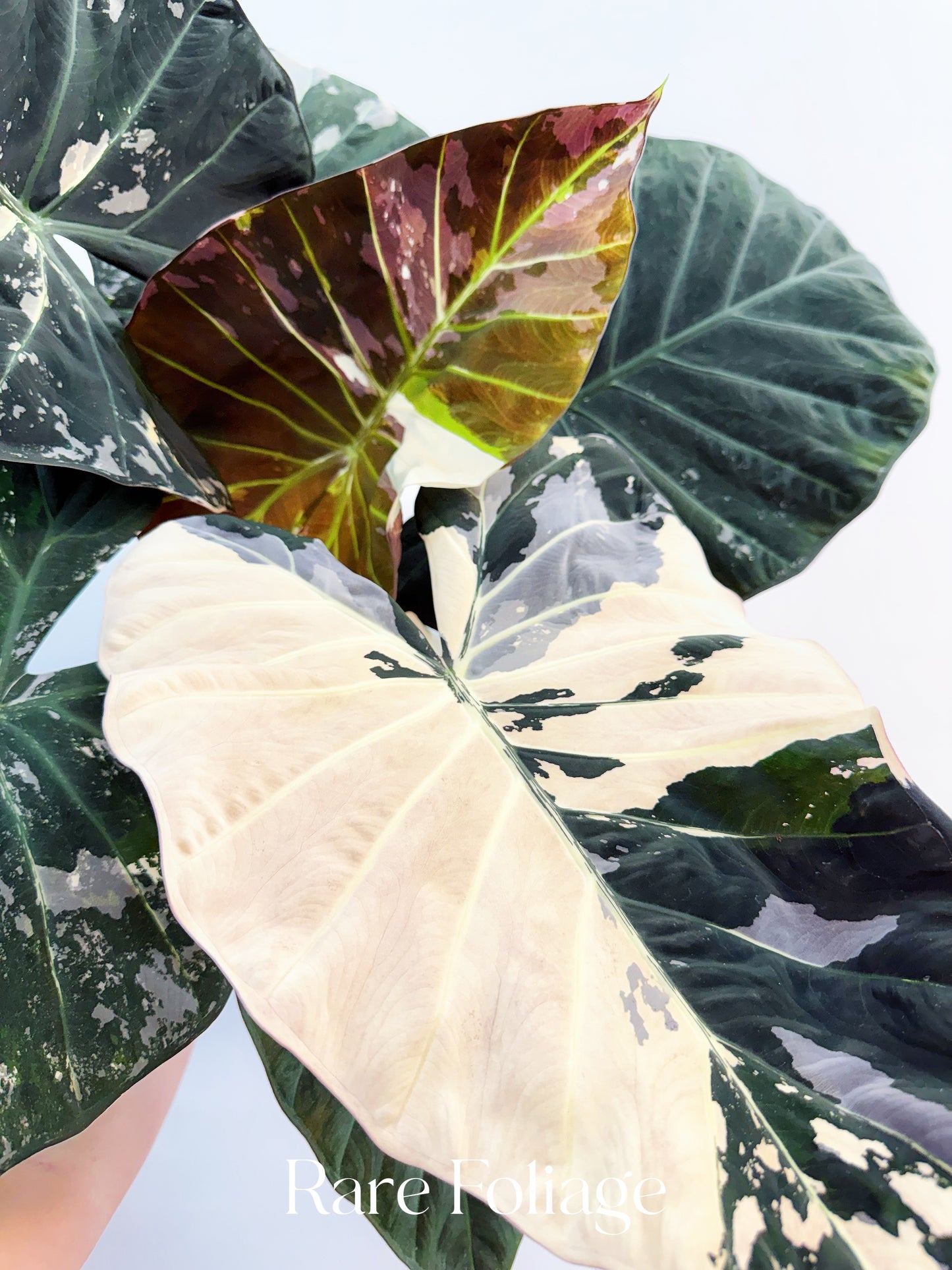 Alocasia Regal Shield Albo 6” XL Exact Plant