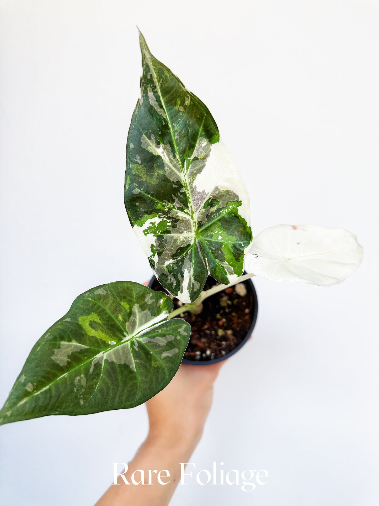 Alocasia Regal Shield Albo 4" Exact Plant