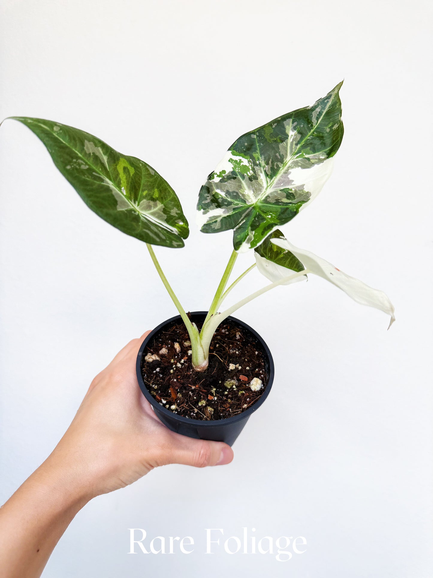 Alocasia Regal Shield Albo 4" Exact Plant