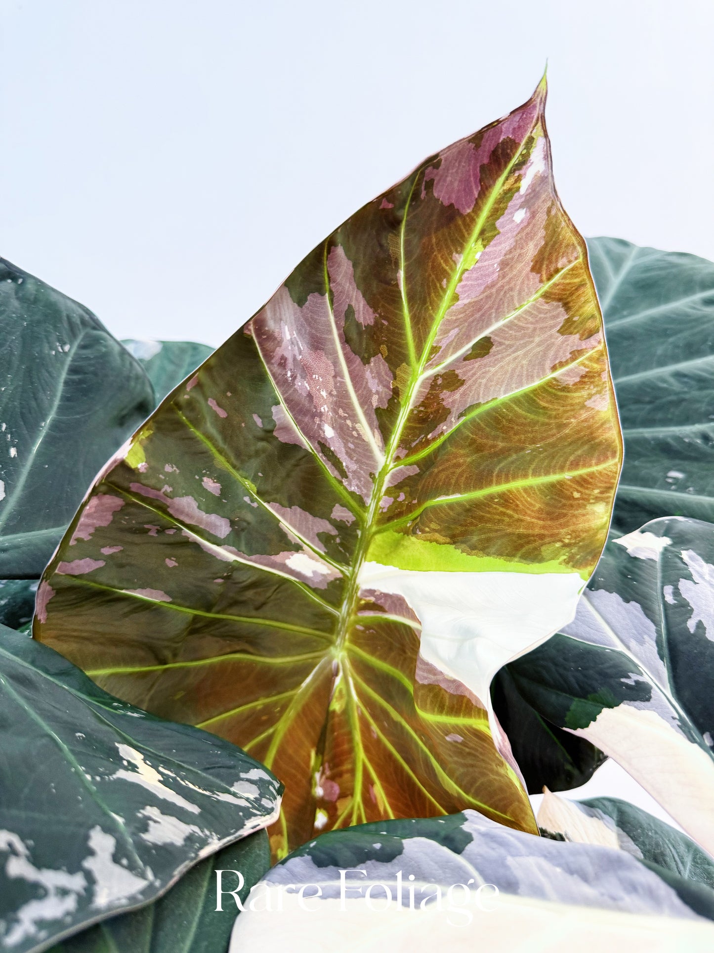 Alocasia Regal Shield Albo 6” XL Exact Plant