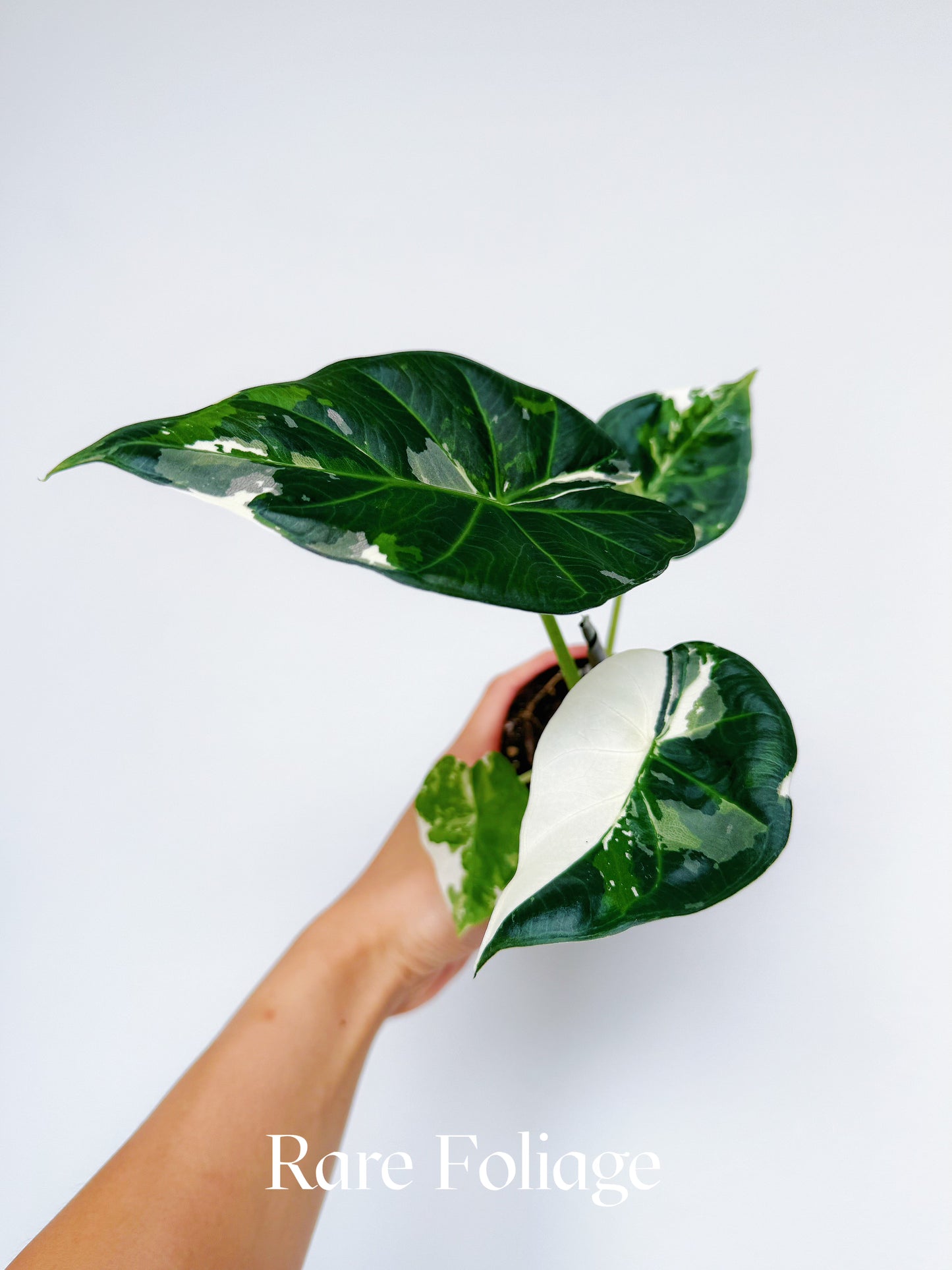 Alocasia Regal Shield Albo 3" Exact Plant