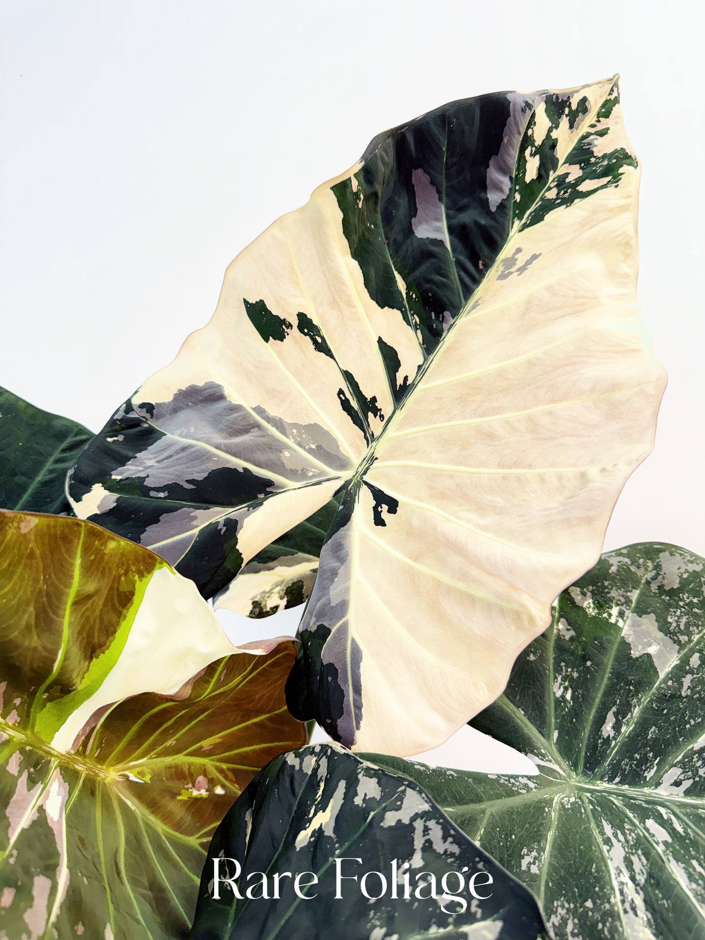 Alocasia Regal Shield Albo 6” XL Exact Plant