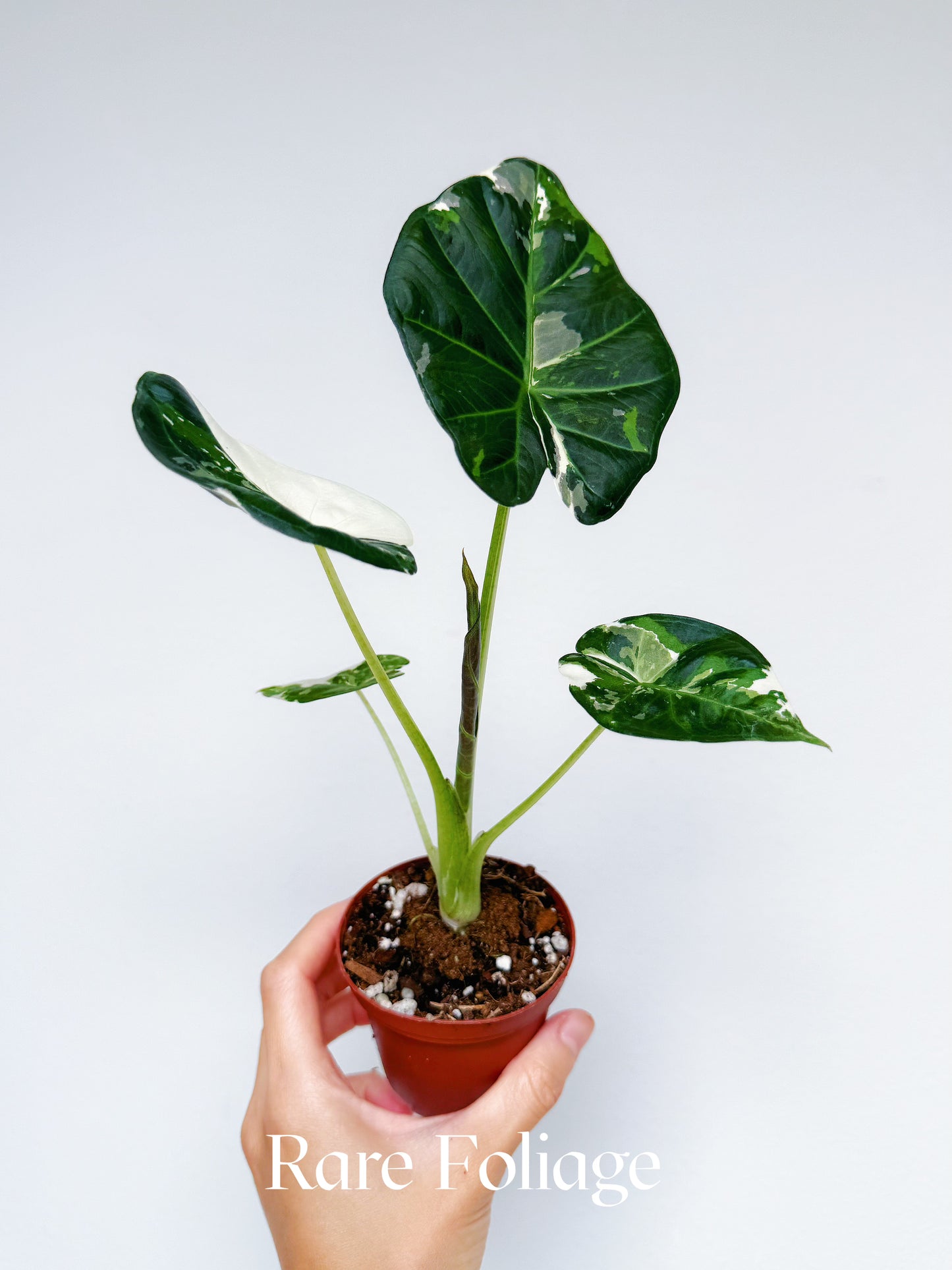 Alocasia Regal Shield Albo 3" Exact Plant