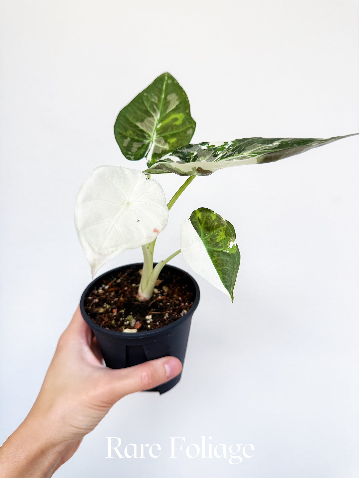 Alocasia Regal Shield Albo 4" Exact Plant