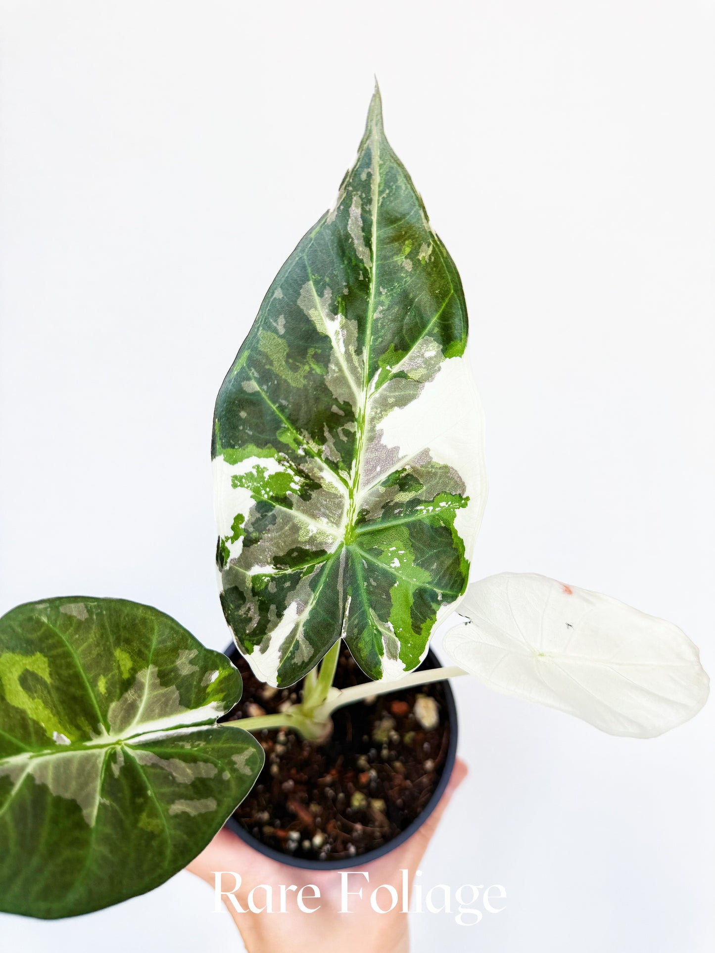 Alocasia Regal Shield Albo 4" Exact Plant