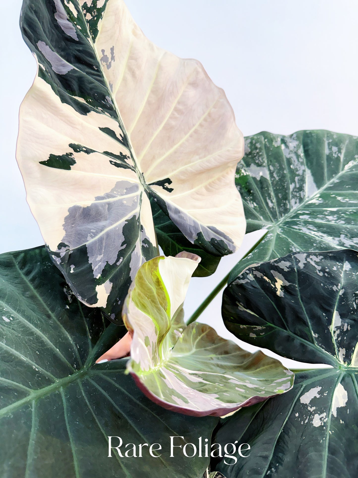 Alocasia Regal Shield Albo 6” XL Exact Plant
