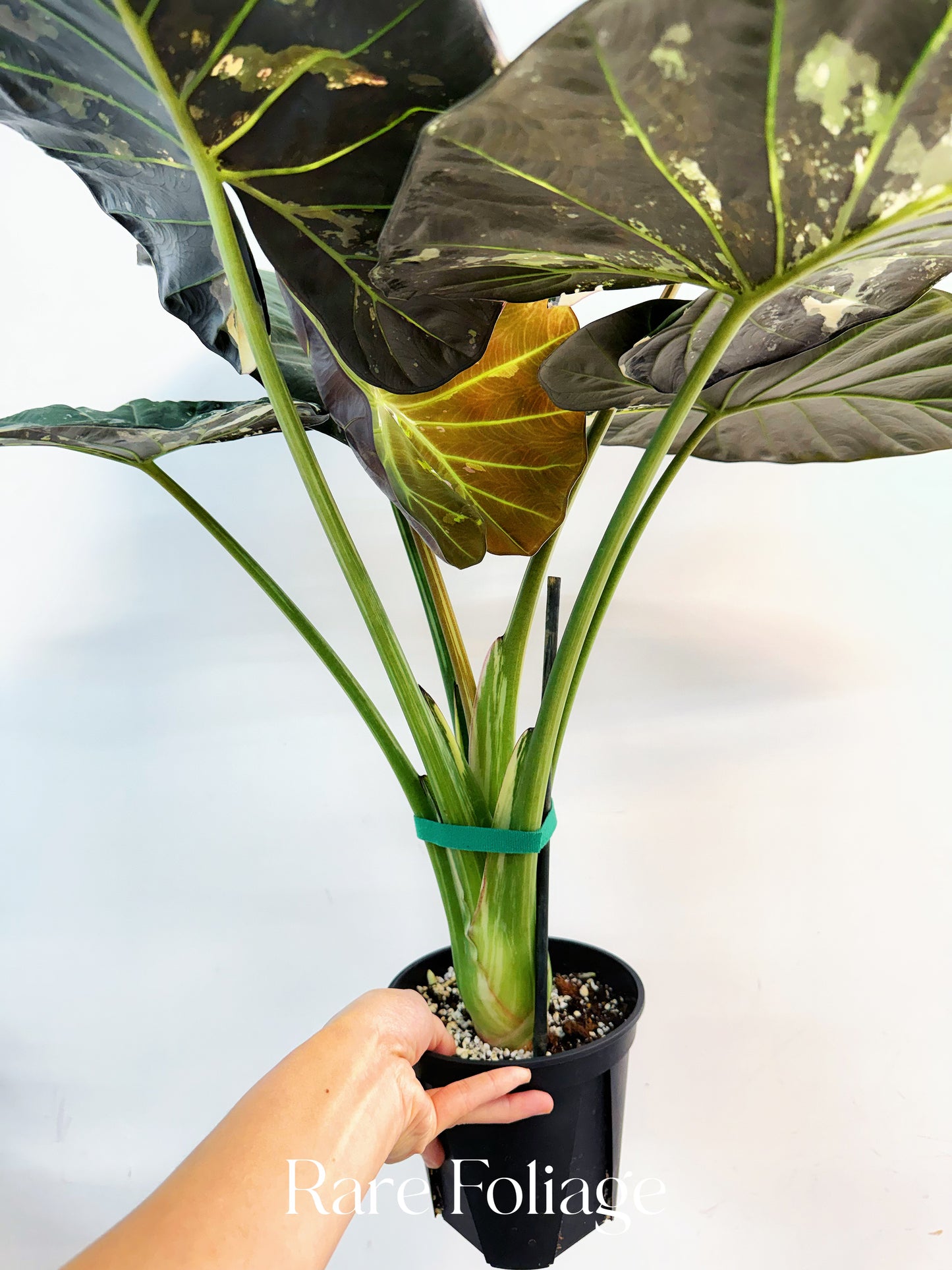 Alocasia Regal Shield Albo 6” XL Exact Plant