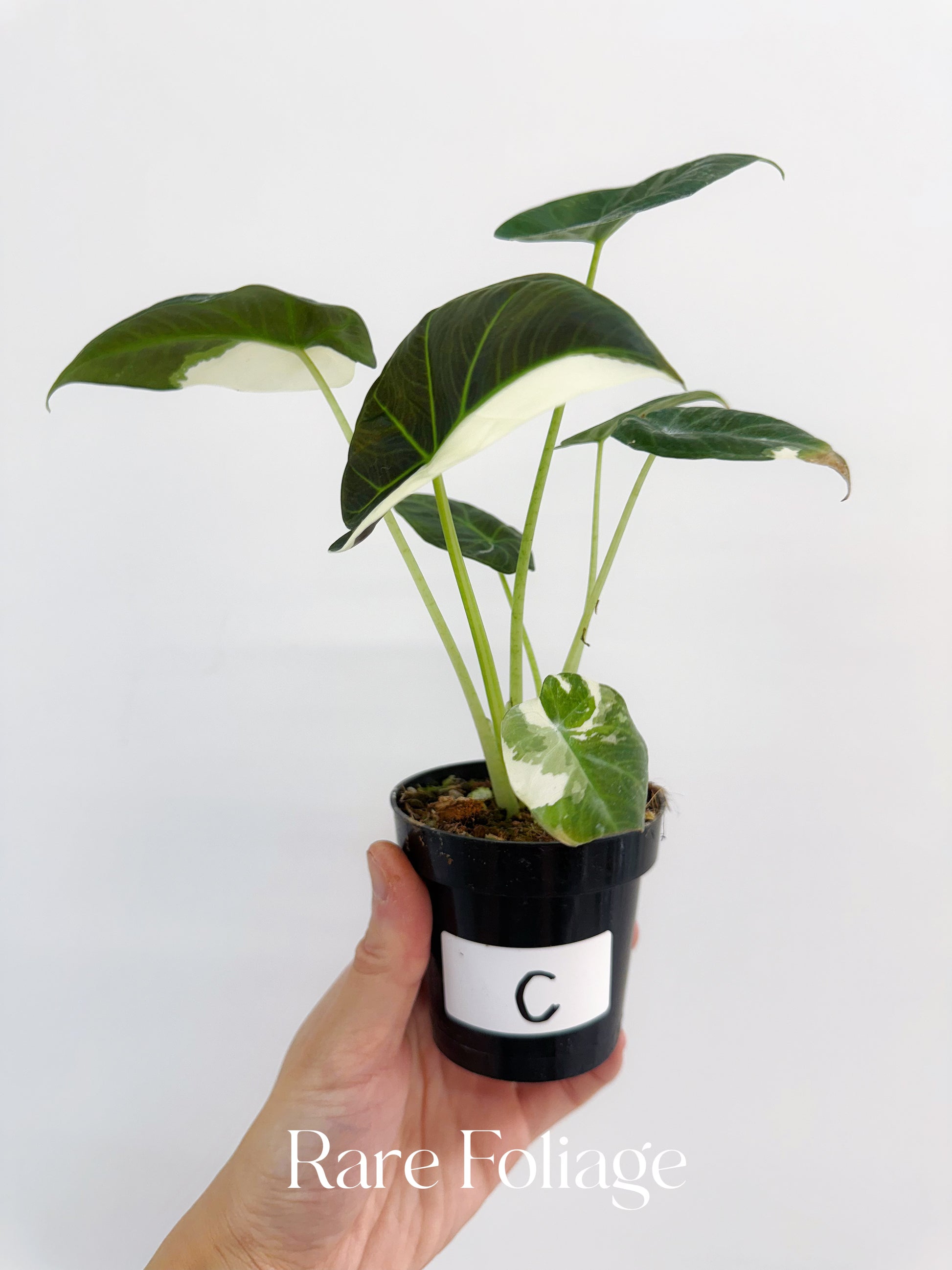 新しいエルメス Regal Alocasia Shield Co Plant Foliage Rare – 3” Variegated Albo その他観葉植物