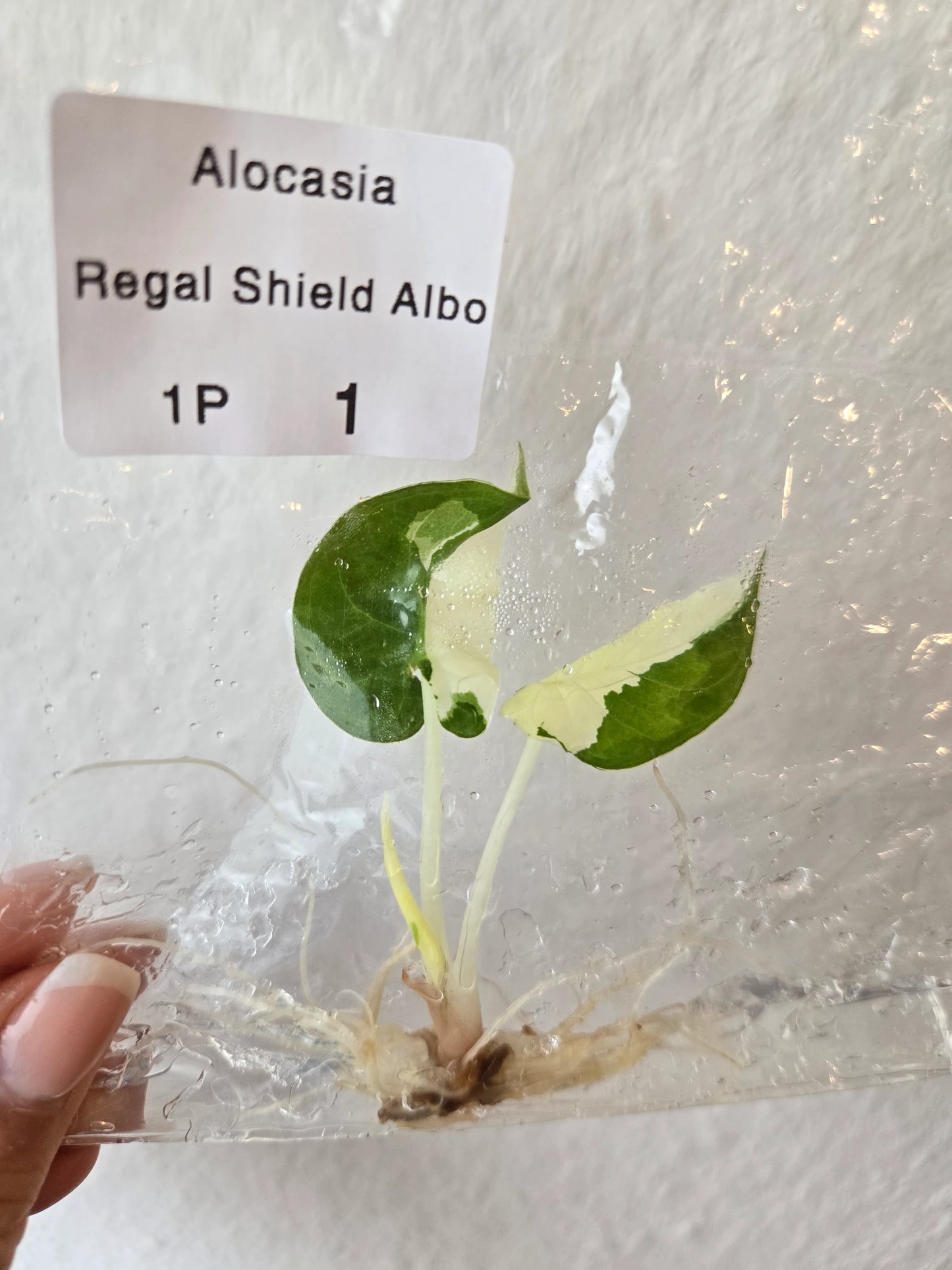 Alocasia Regal Shield Albo Variegated (Tissue Culture）