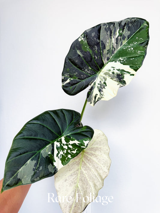Alocasia Regal Shield Albo 4" Exact Plant