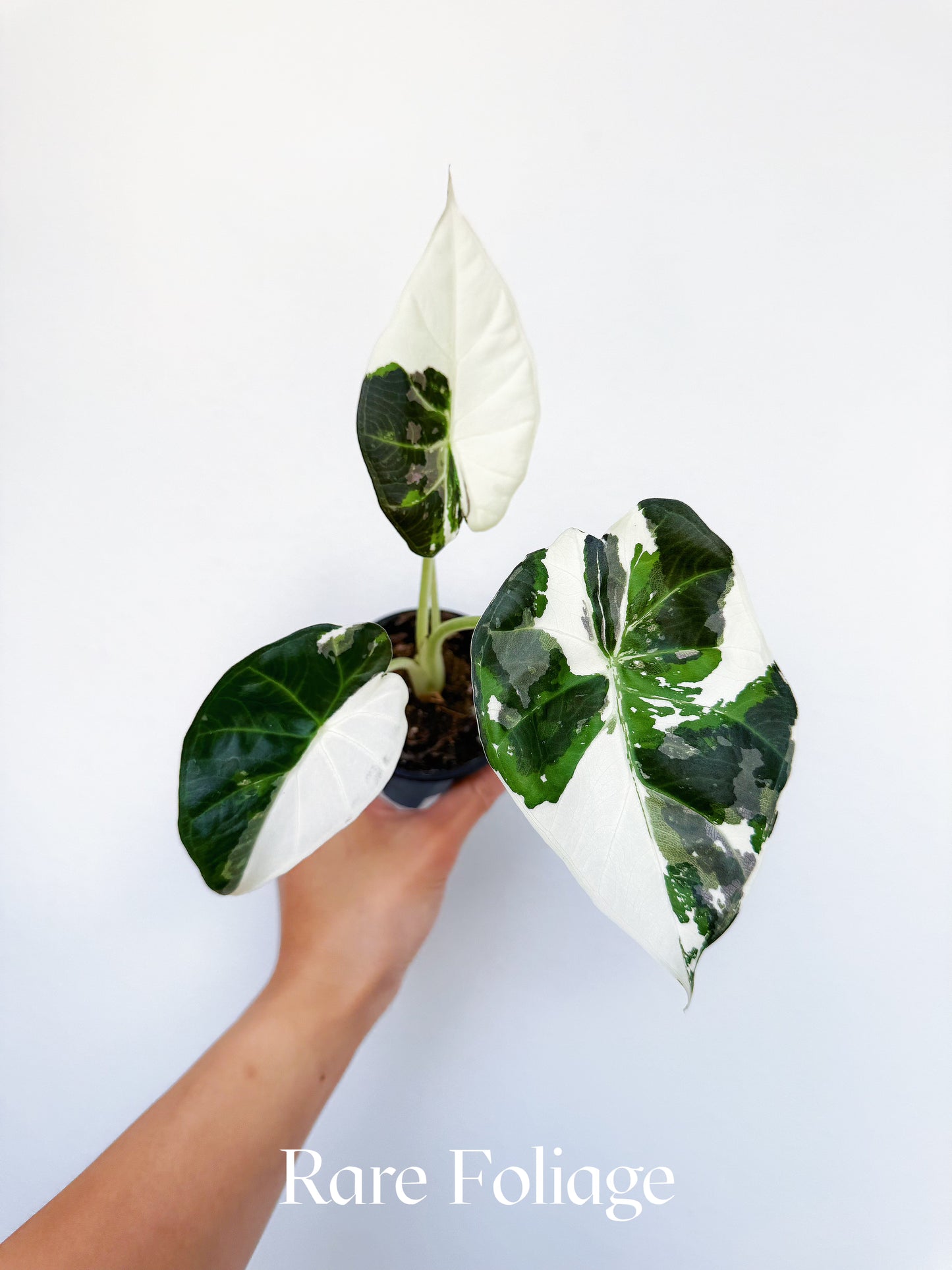 Alocasia Regal Shield Albo Variegated 3" Exact Plant