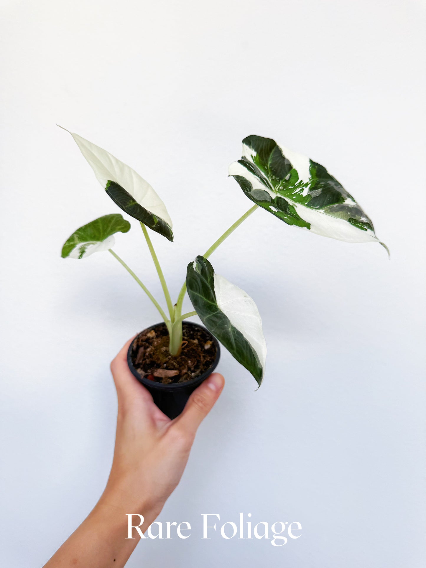 Alocasia Regal Shield Albo Variegated 3" Exact Plant