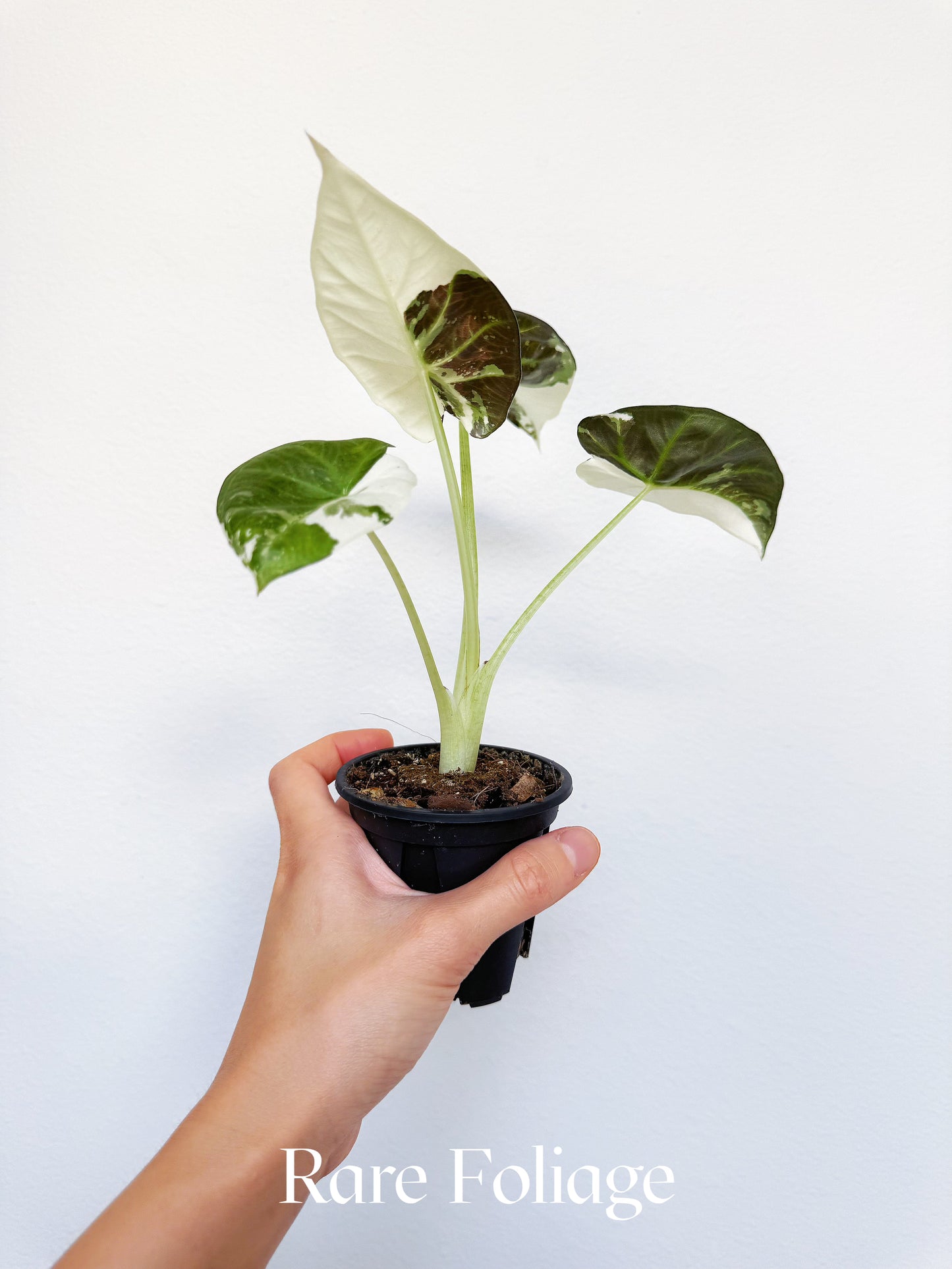 Alocasia Regal Shield Albo Variegated 3" Exact Plant