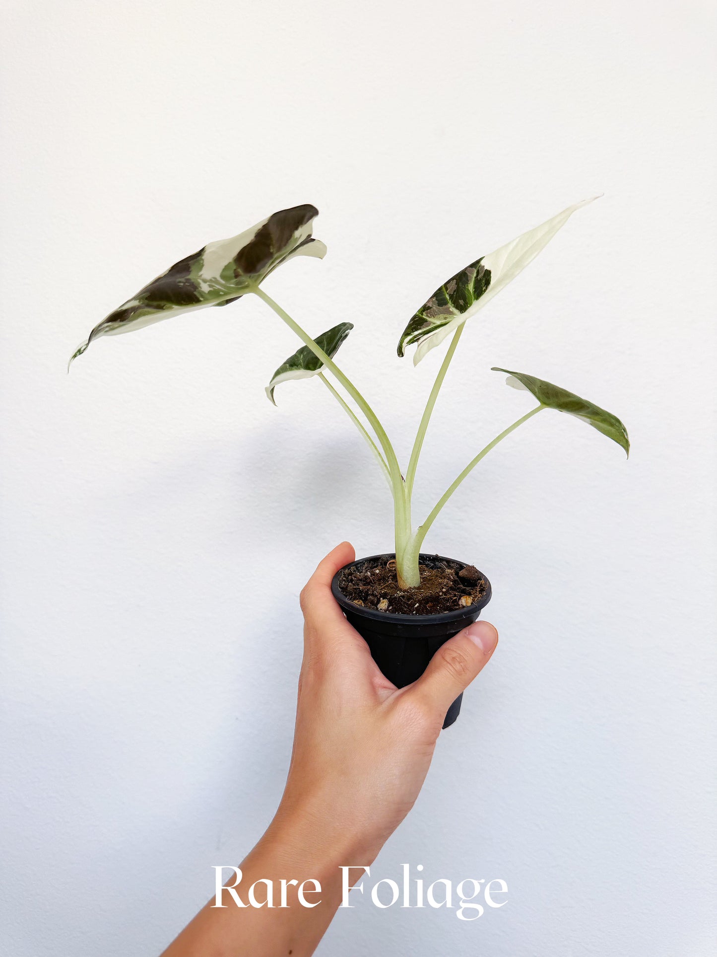 Alocasia Regal Shield Albo Variegated 3" Exact Plant