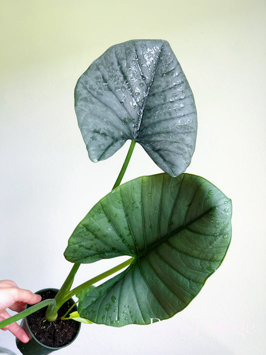 Alocasia Reginae 4"