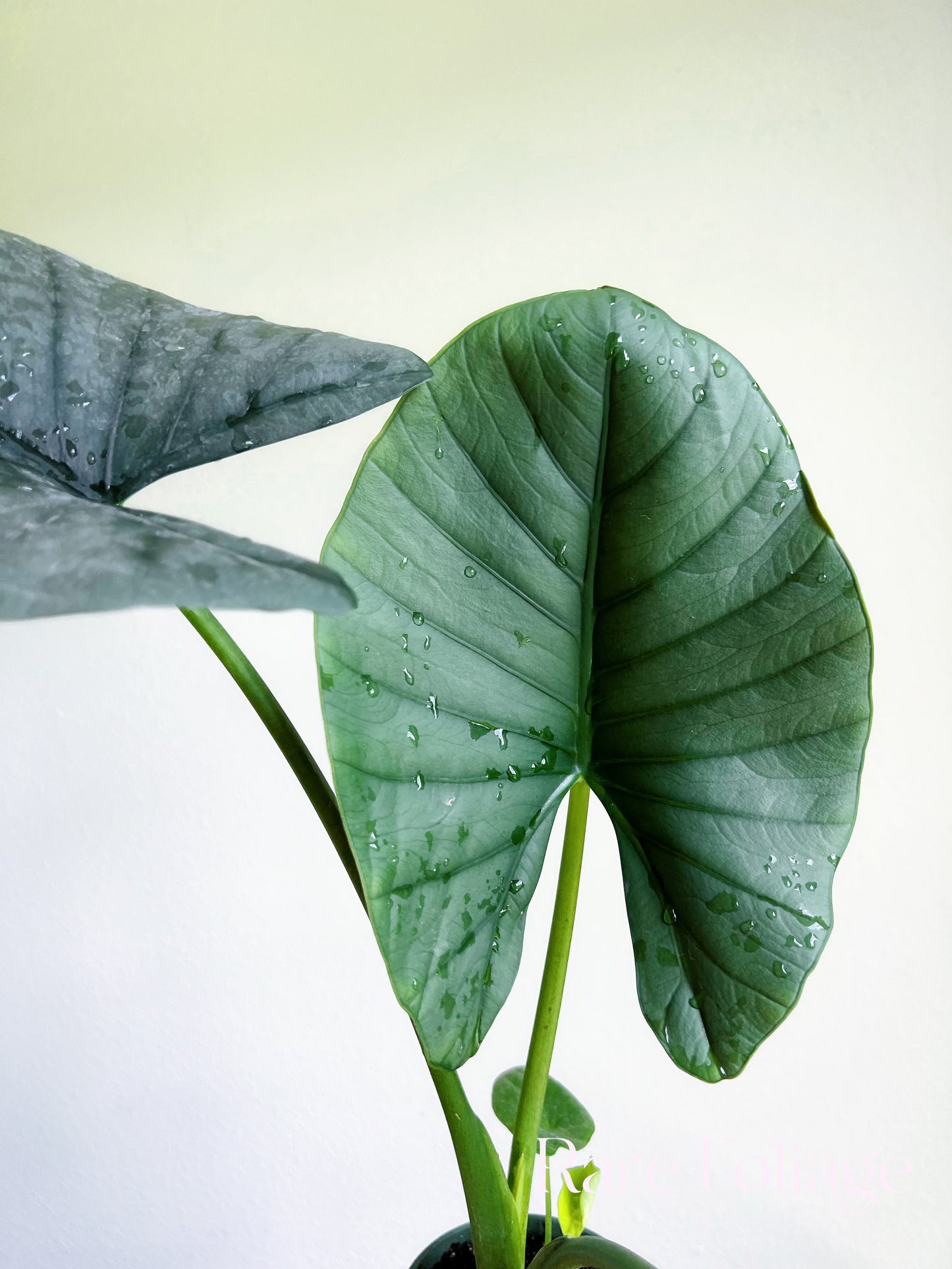 Alocasia Reginae 4"