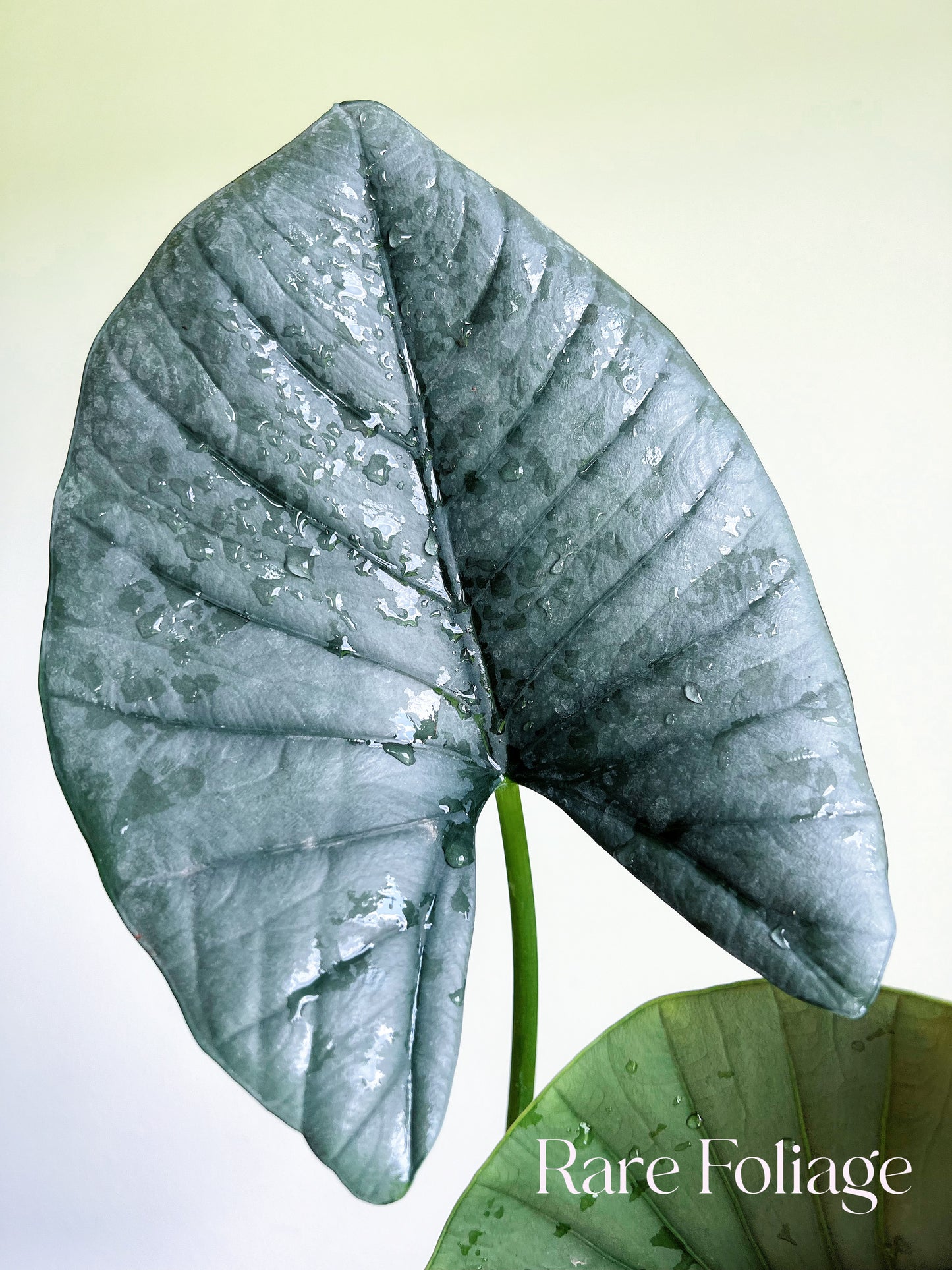 Alocasia Reginae 4"