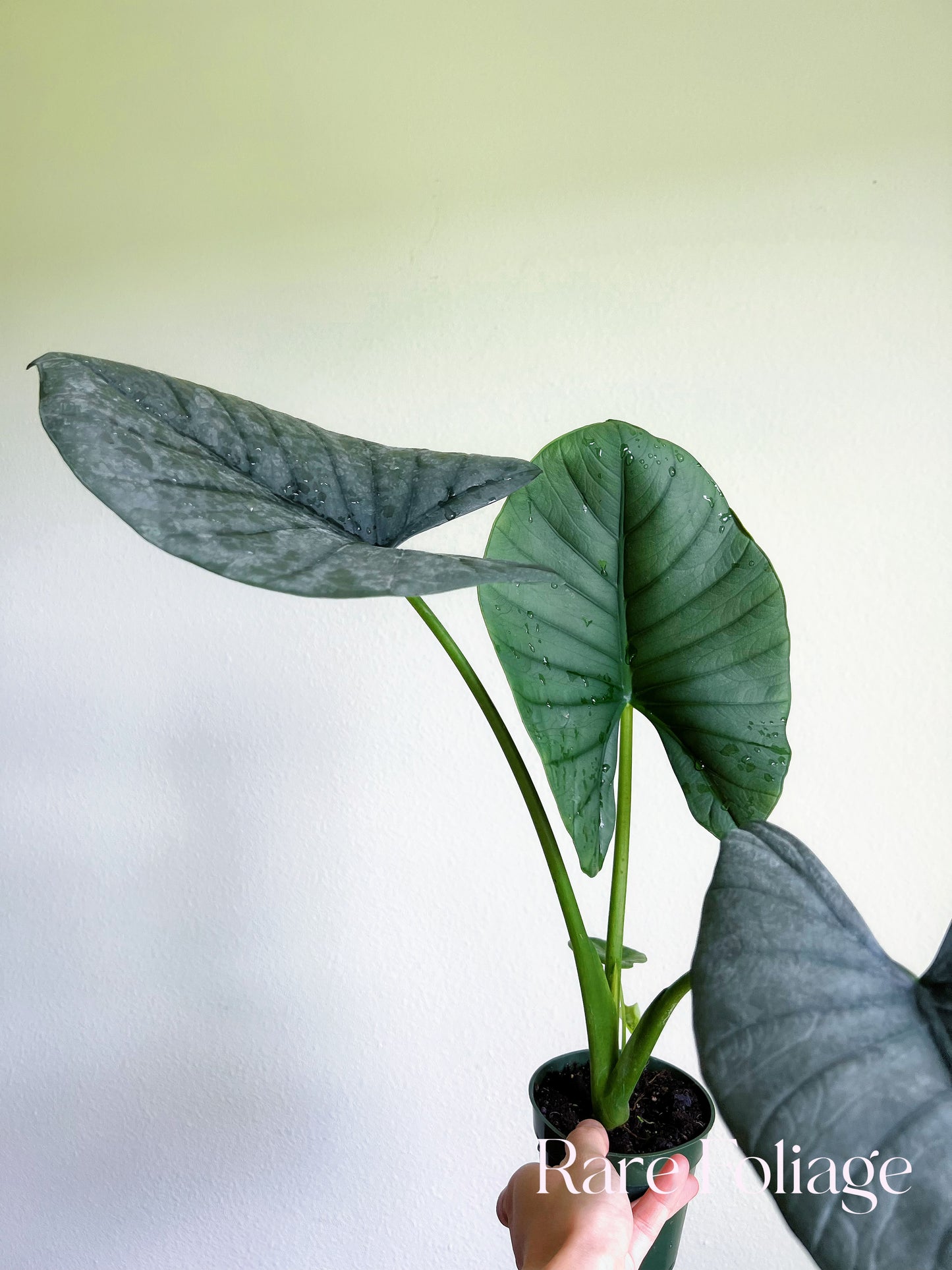 Alocasia Reginae 4"