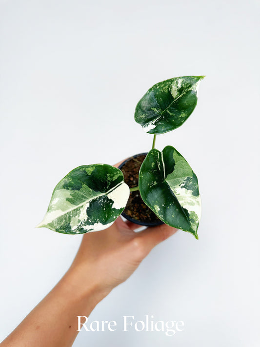 Alocasia Reversa Lumina Albo 3” Exact Plant