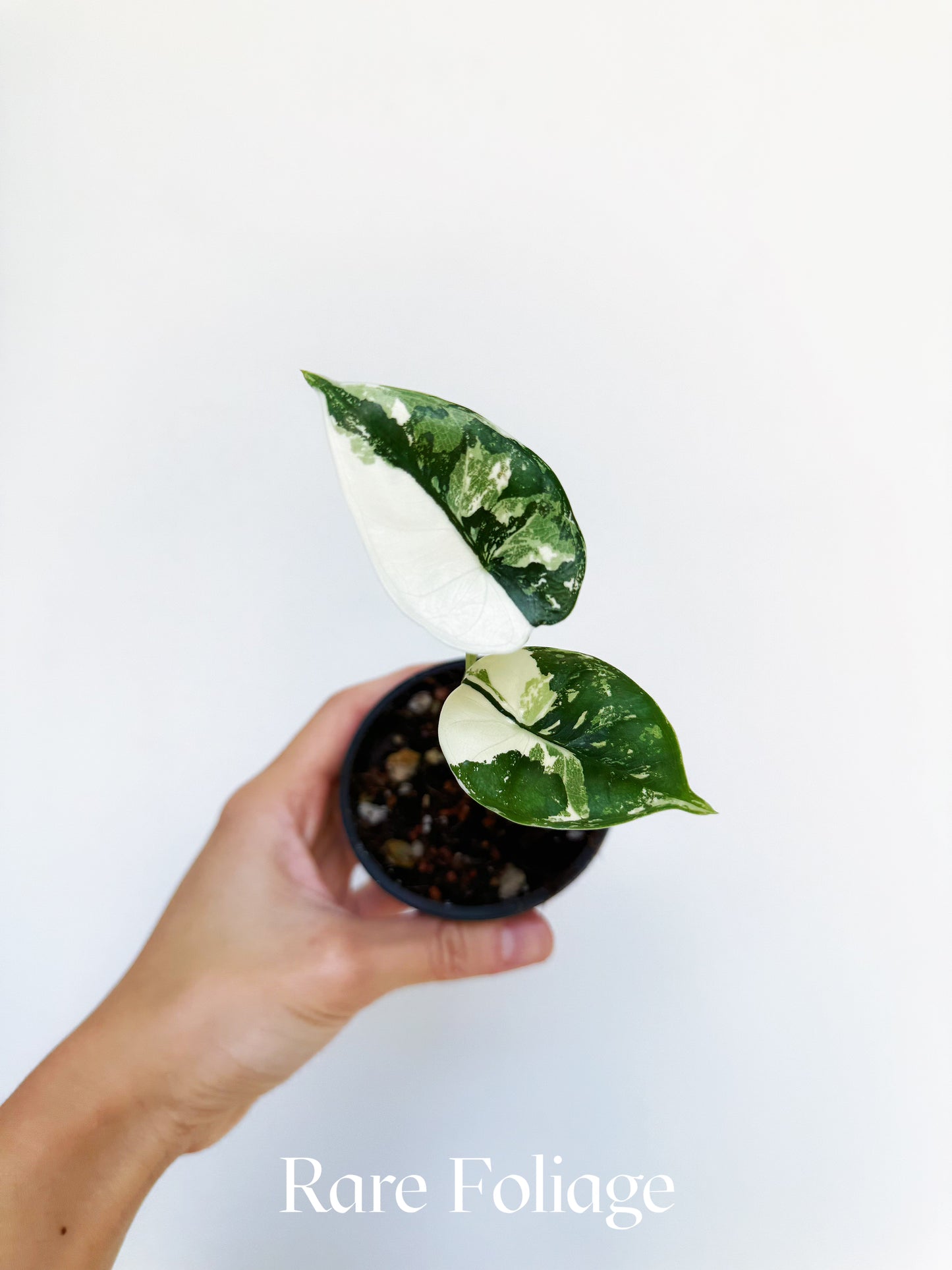 Alocasia Reversa Lumina Albo 3” Exact Plant