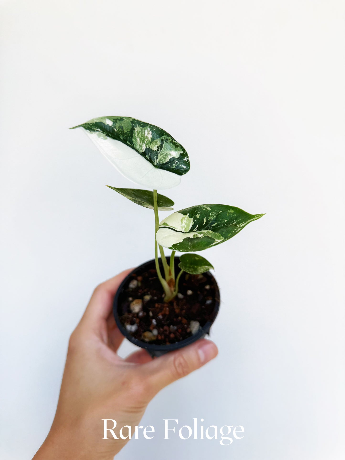 Alocasia Reversa Lumina Albo 3” Exact Plant