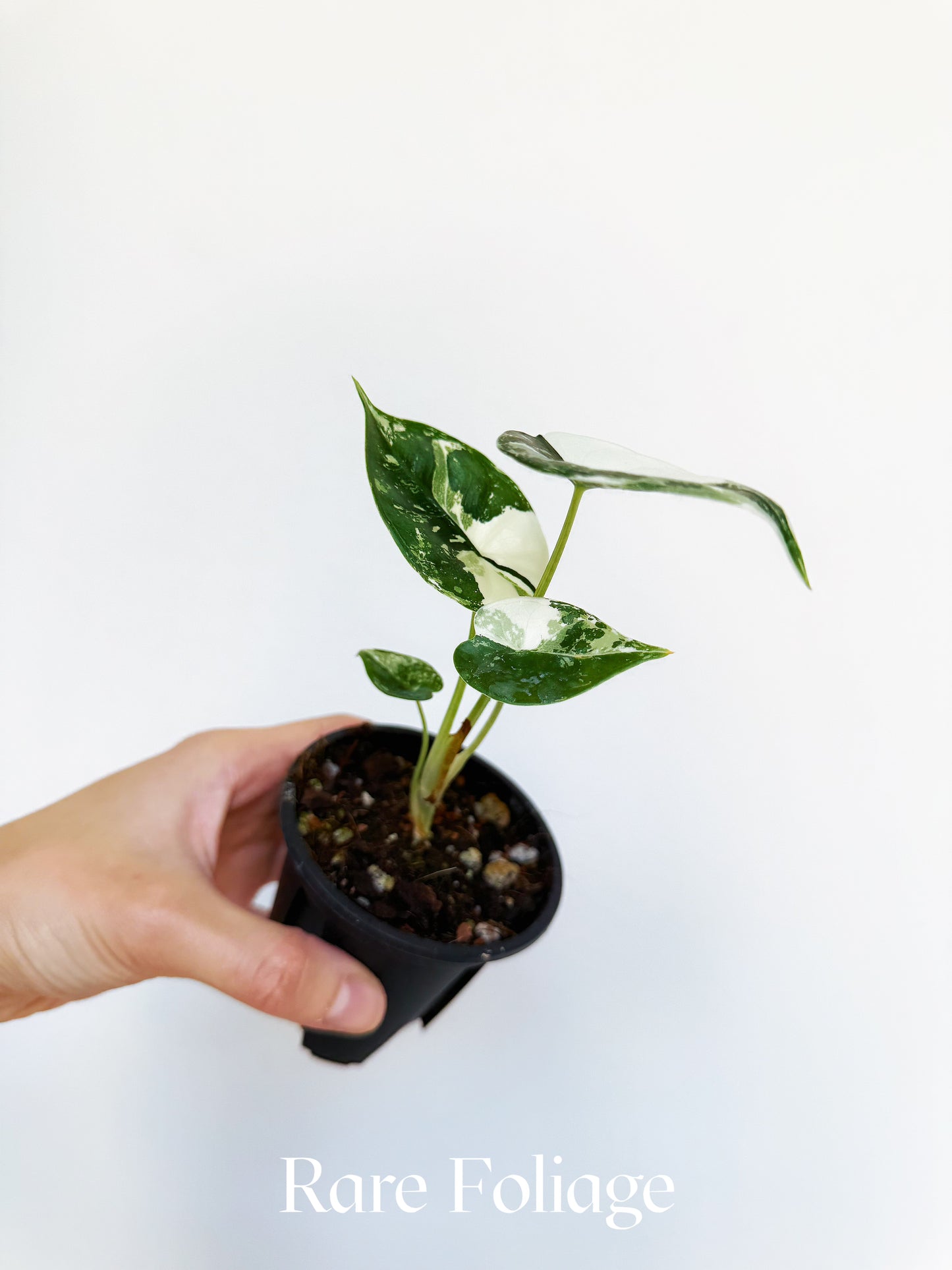 Alocasia Reversa Lumina Albo 3” Exact Plant