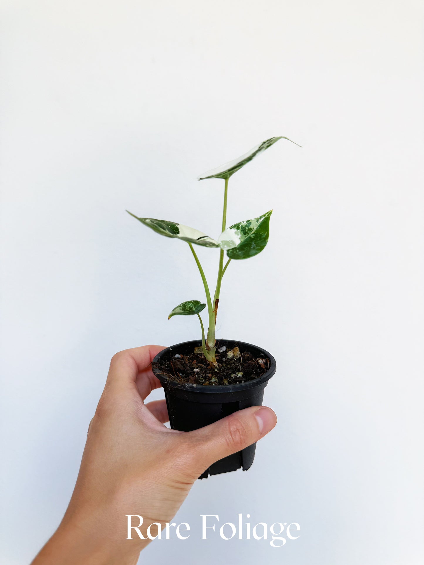Alocasia Reversa Lumina Albo 3” Exact Plant