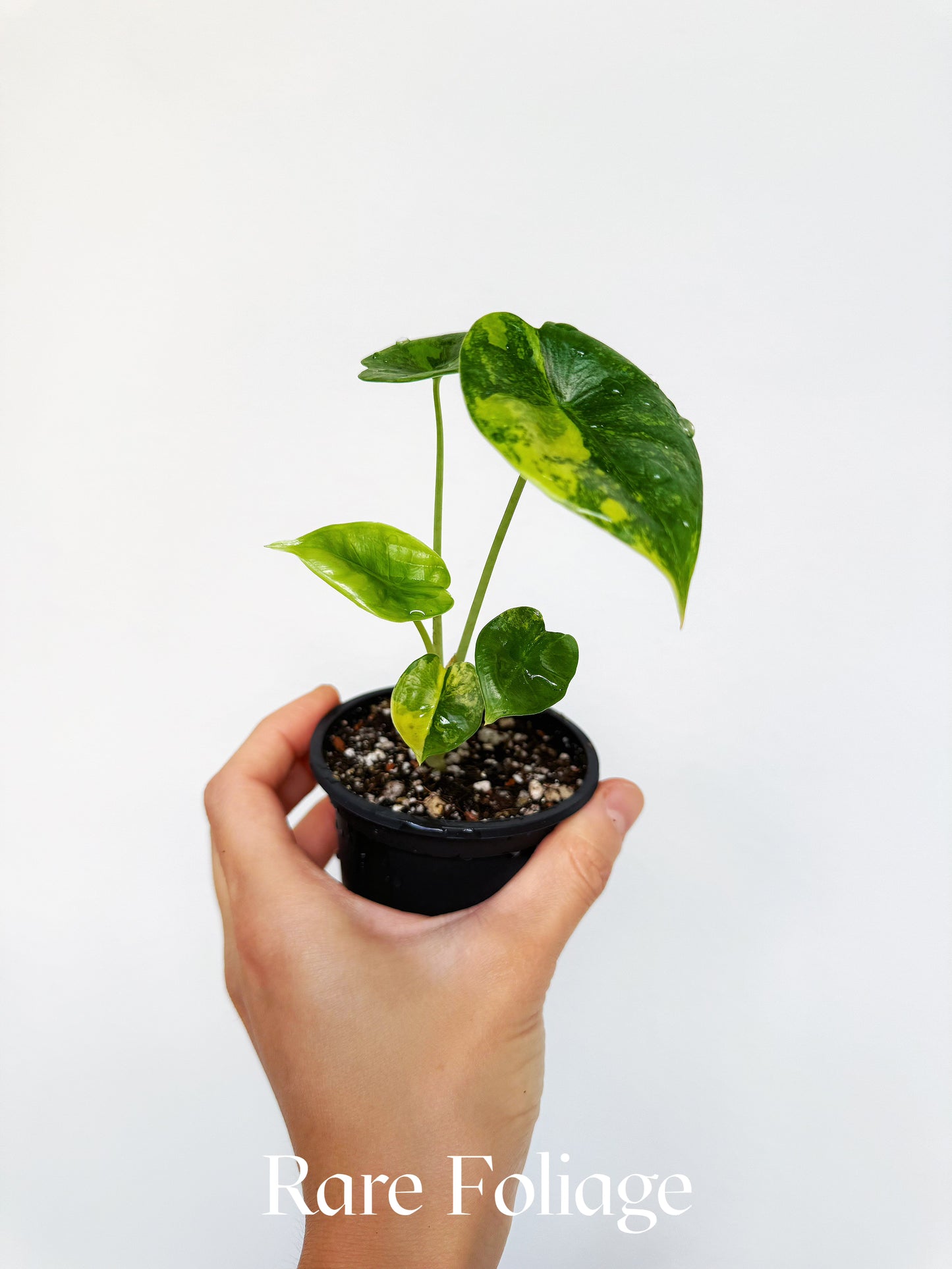 Alocasia Reversa Lumina Aurea 3” Exact Plant