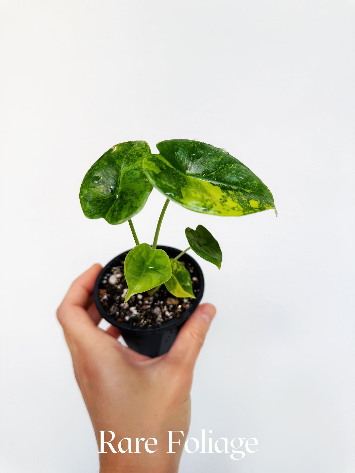 Alocasia Reversa Lumina Aurea 3” Exact Plant