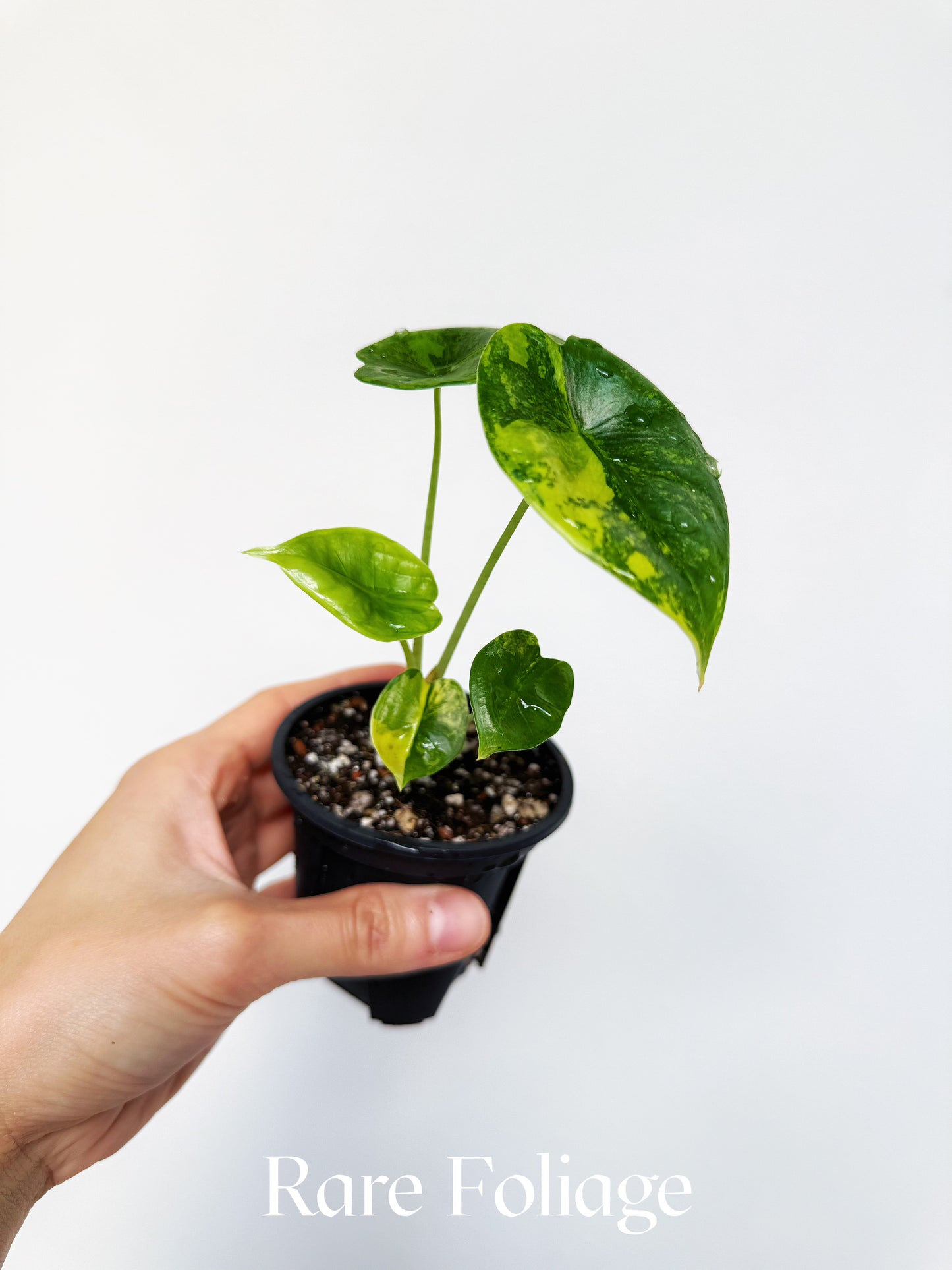 Alocasia Reversa Lumina Aurea 3” Exact Plant