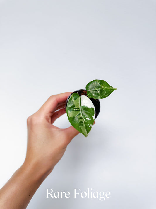 Alocasia Reversa Albo 2” Exact Plant